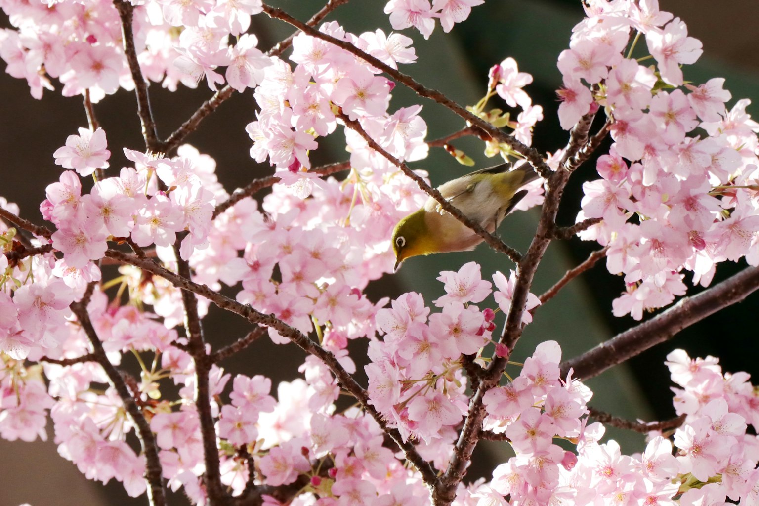Une belle image d'un petit oiseau parmi des fleurs de cerisier