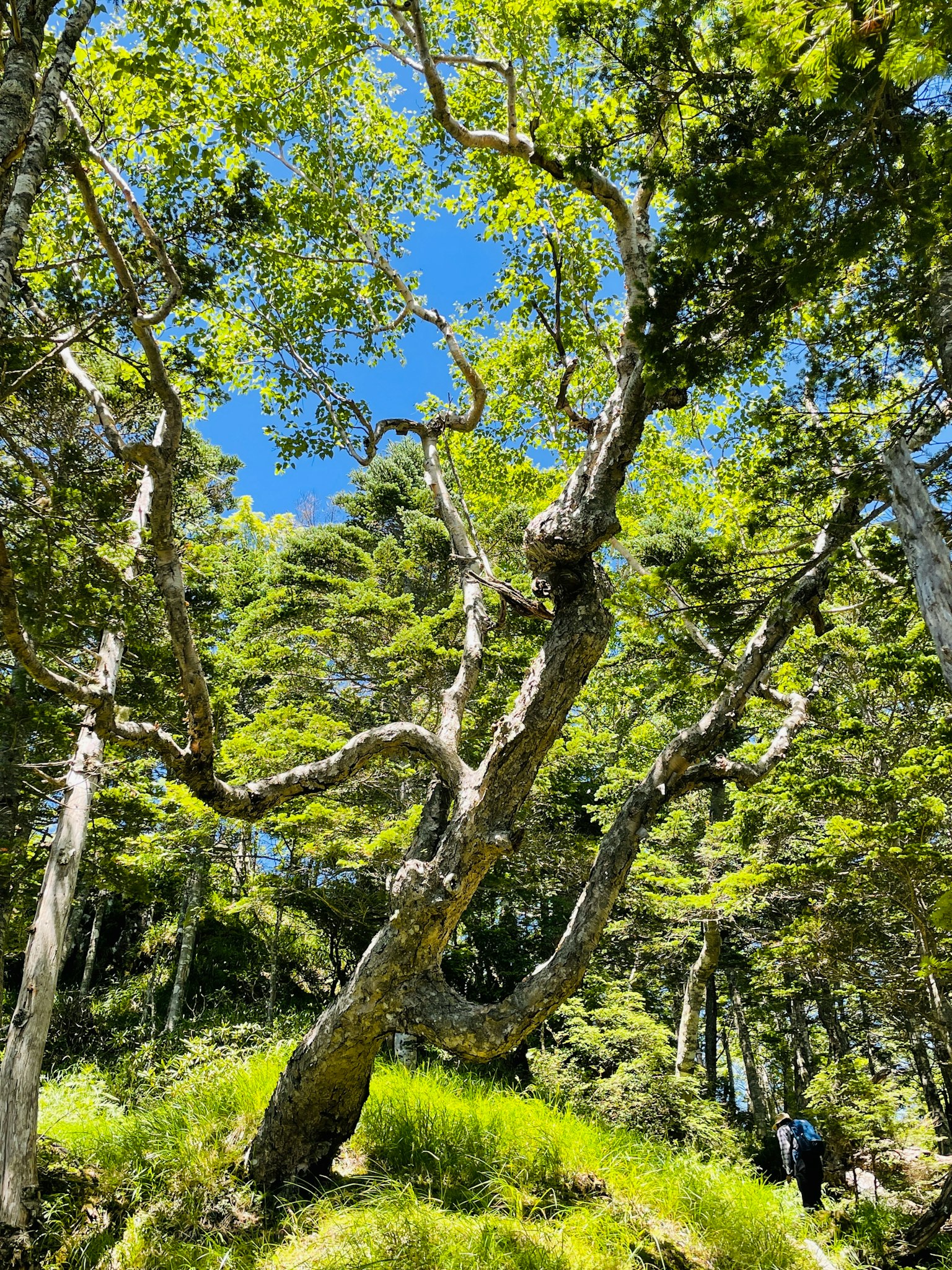 Arbre au tronc unique s'étendant entre le ciel bleu et les feuilles vertes