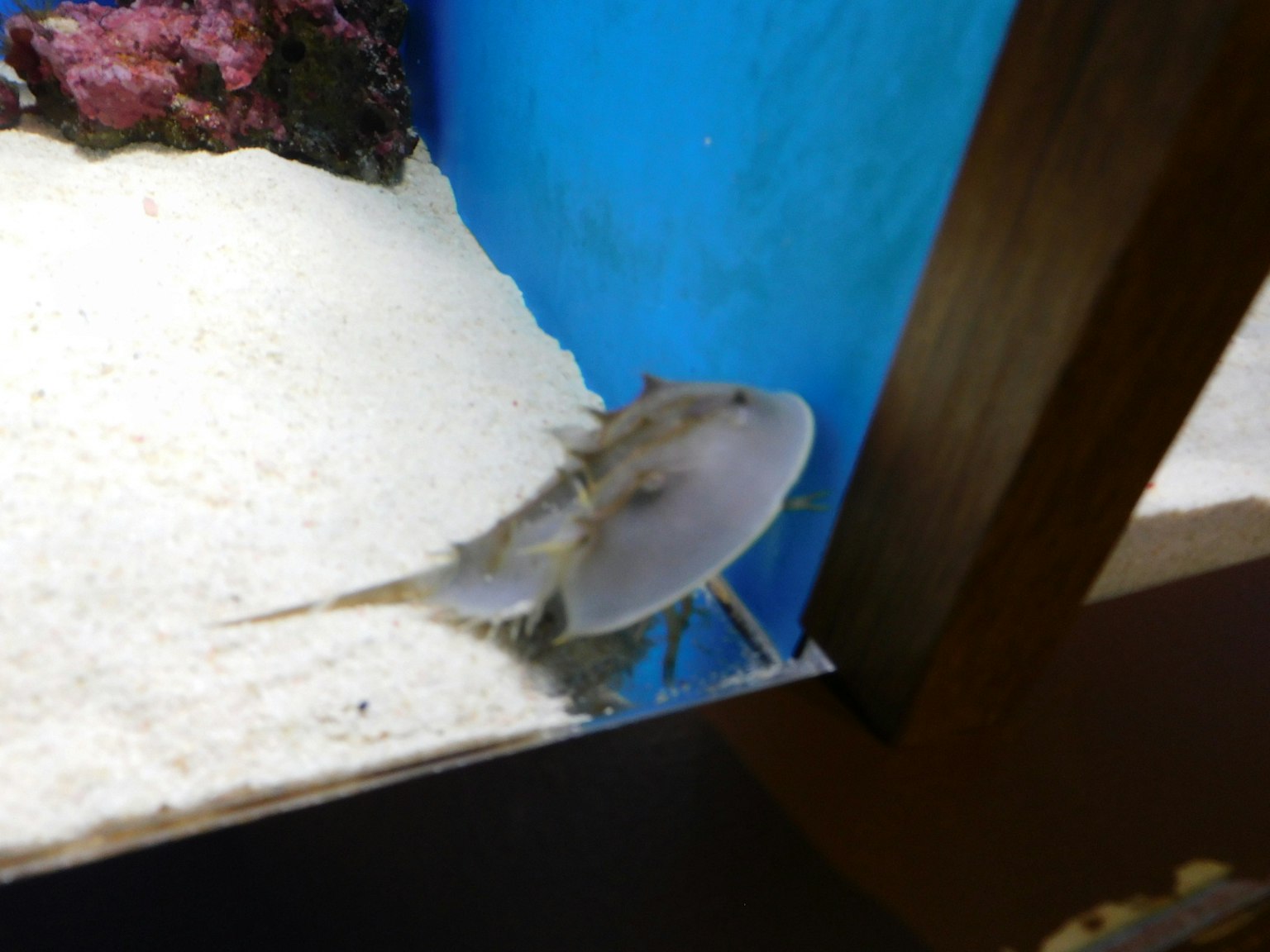 Gambar ikan yang berenang di akuarium dengan latar belakang biru dan dasar pasir