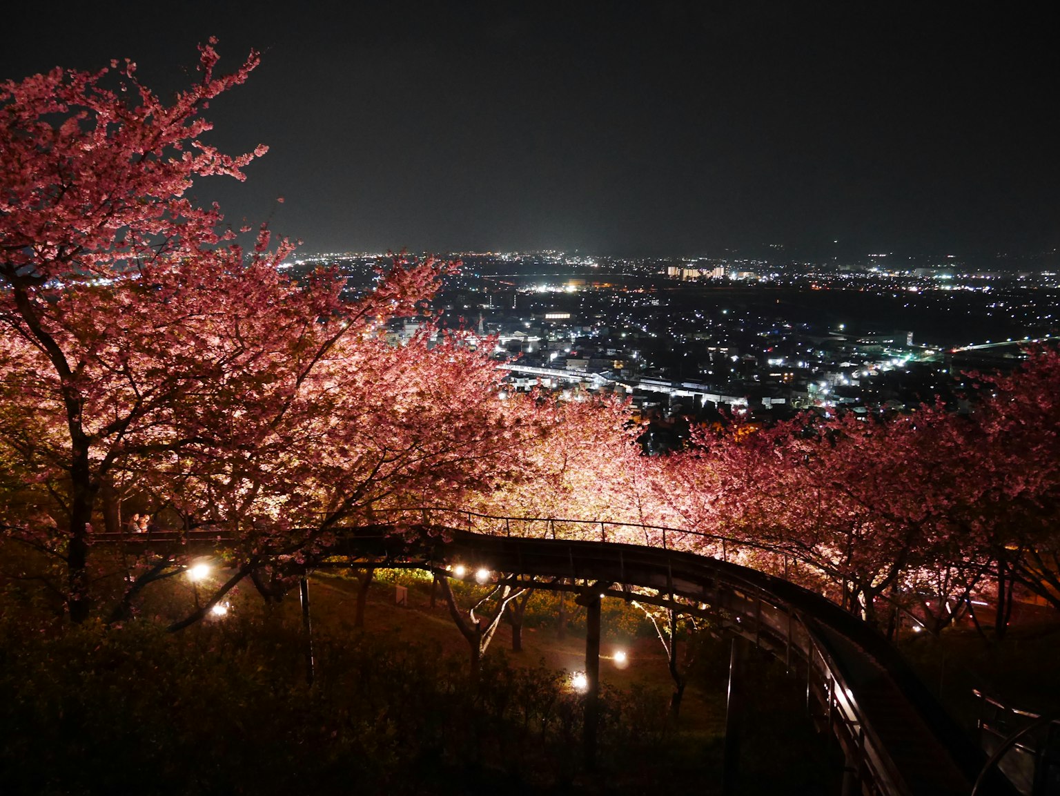美丽的夜樱花和城市天际线景观
