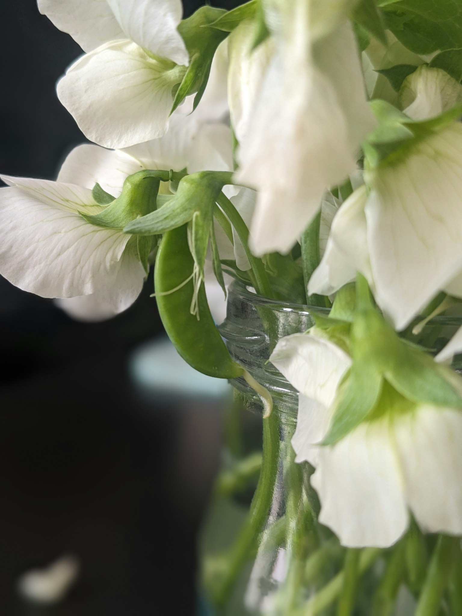 Close-up of a vase with white flowers and green leaves