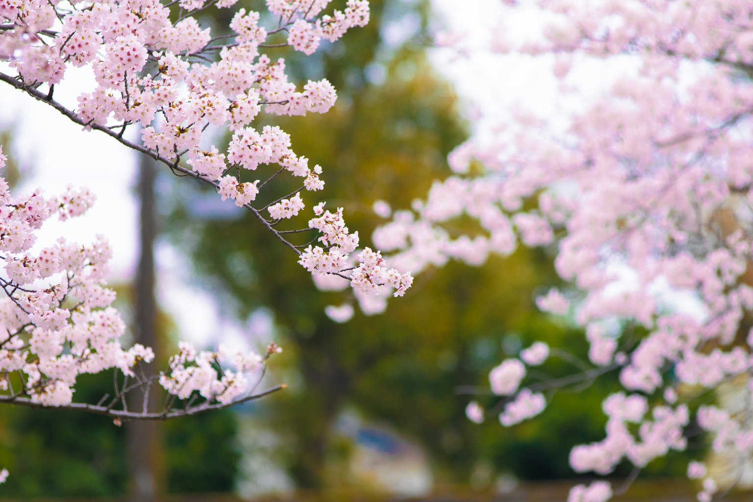 樱花树枝特写背景有绿色树木