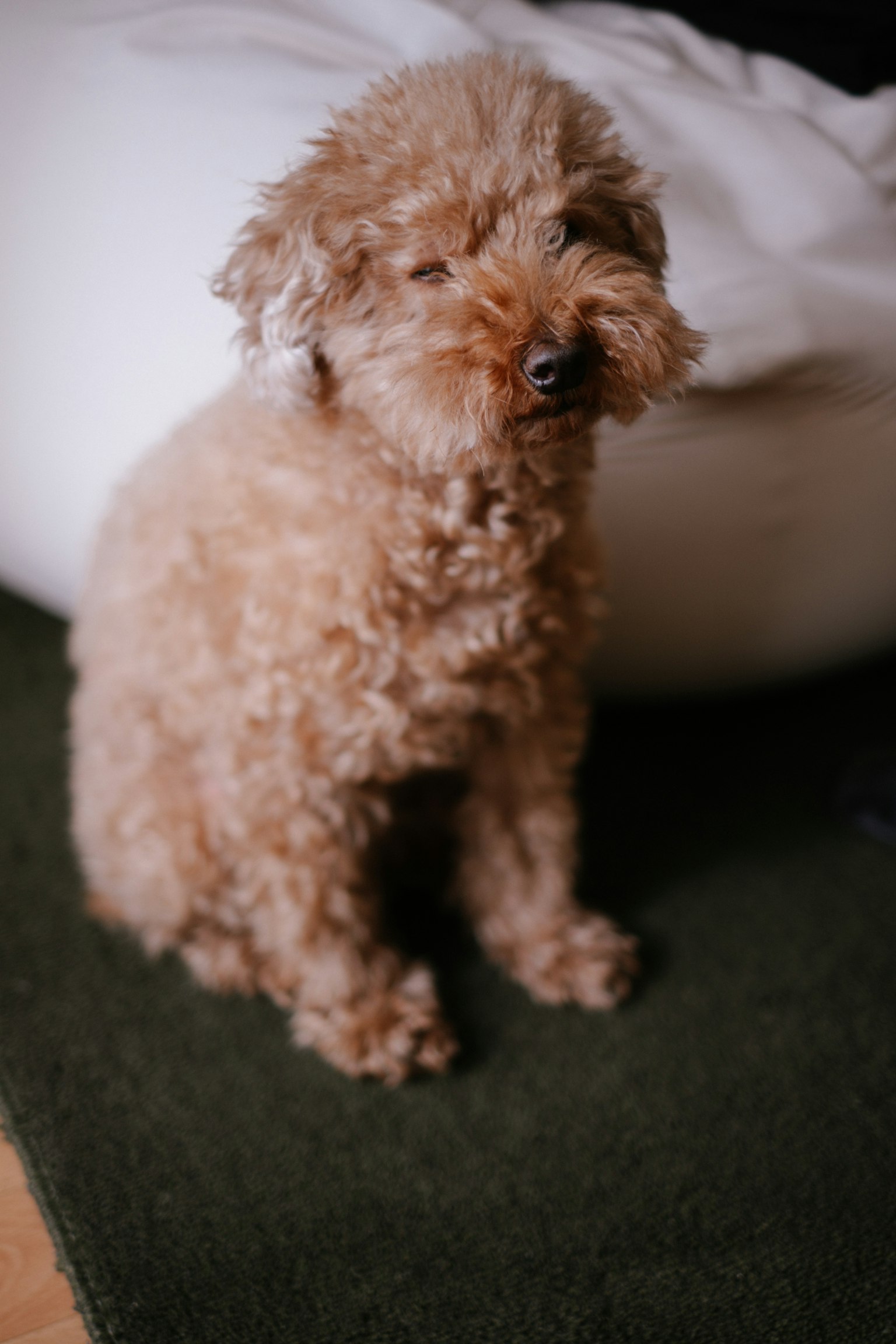 棕色貴賓犬坐在綠色地毯上