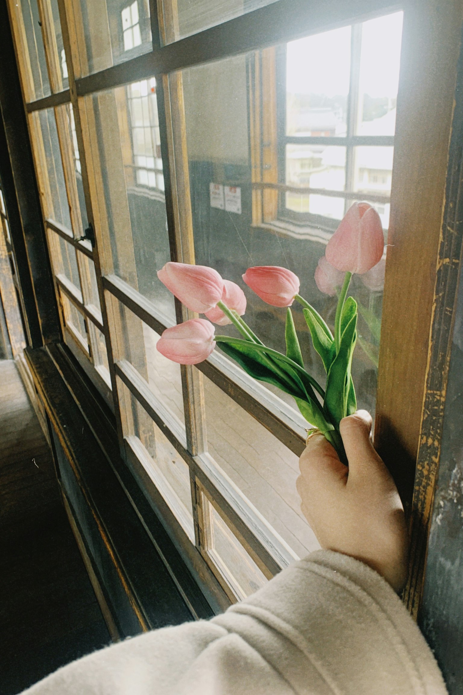 Mano che tiene tulipani rosa vicino a una finestra