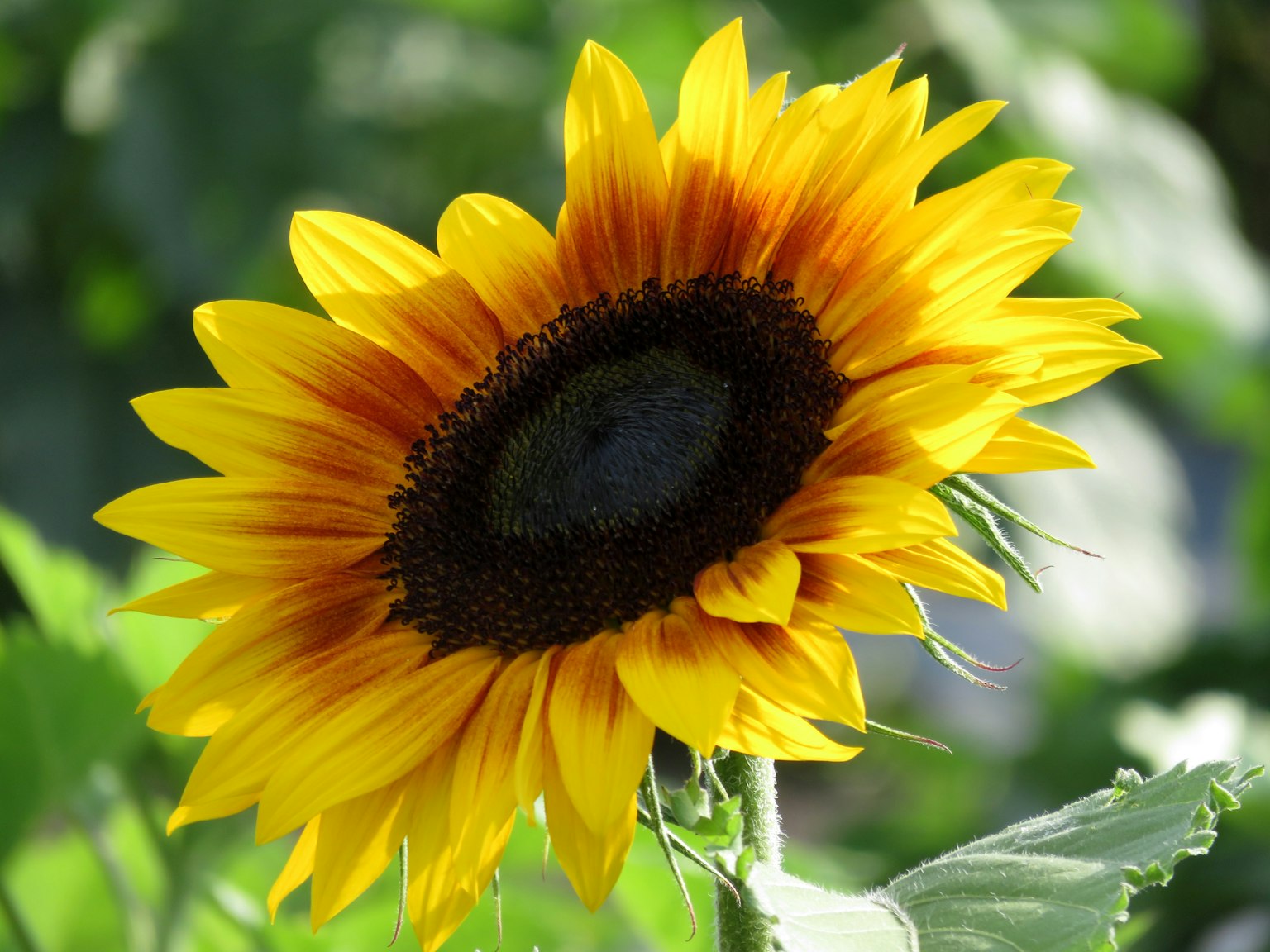 鮮やかなひまわりの花が太陽に向かって咲いている