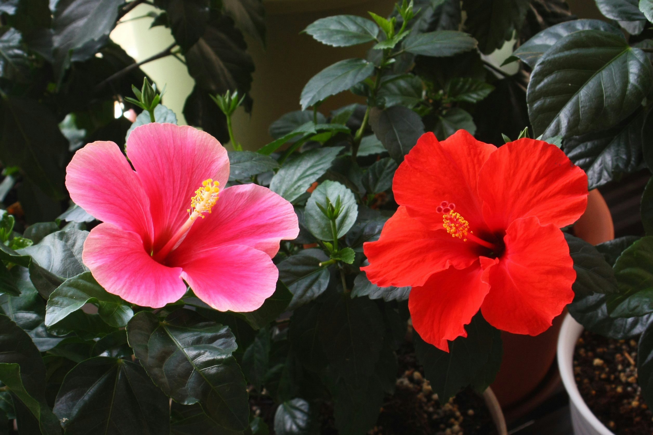 Bunga hibiscus pink dan merah « Wheel Wind » dan « Fleming Wind »