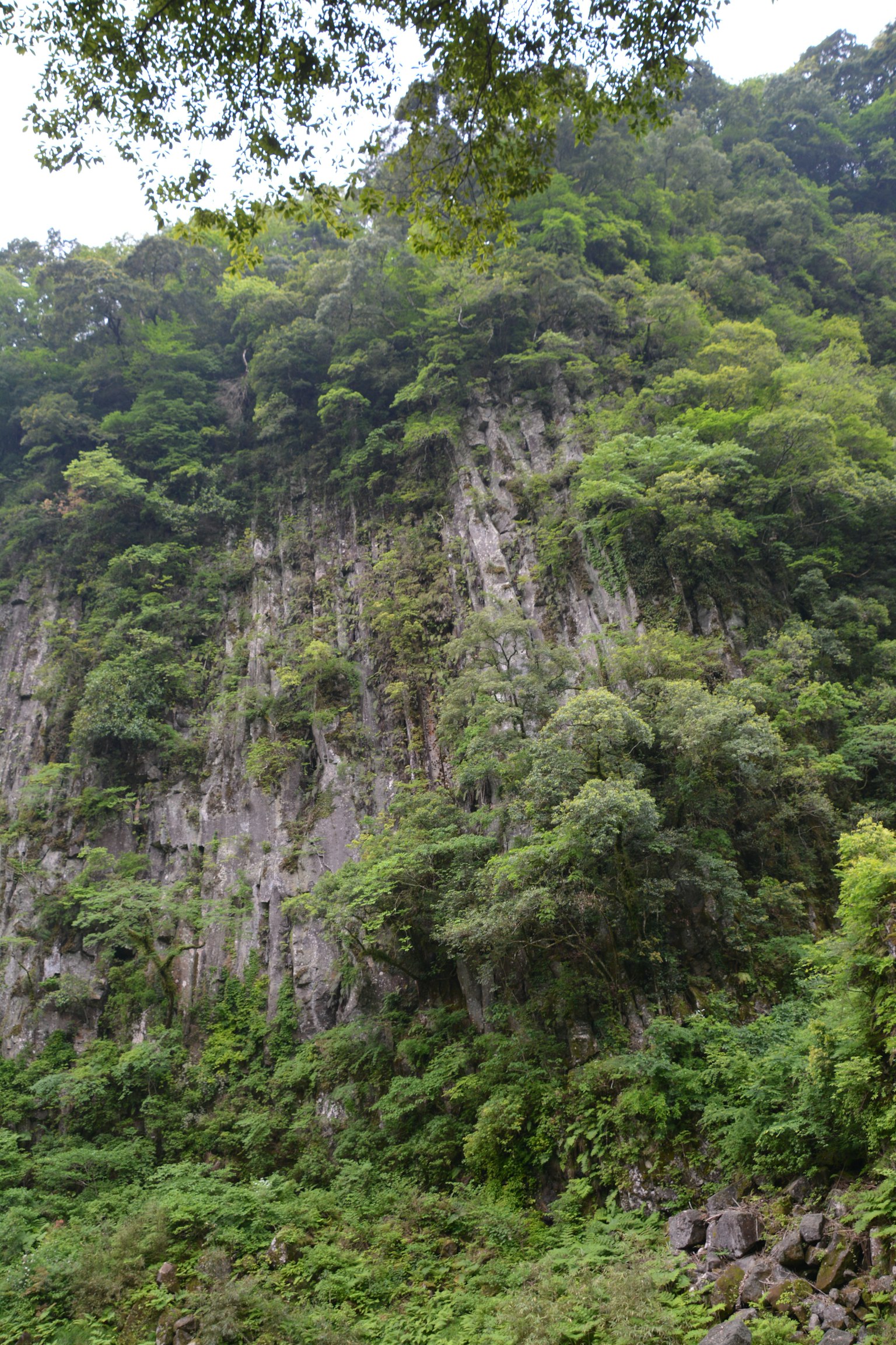 郁郁葱葱的山坡和浓密的植被