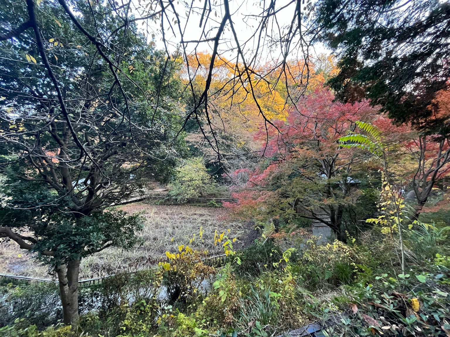 Vue pittoresque du feuillage d'automne avec des arbres verts et rouges dans un paysage tranquille