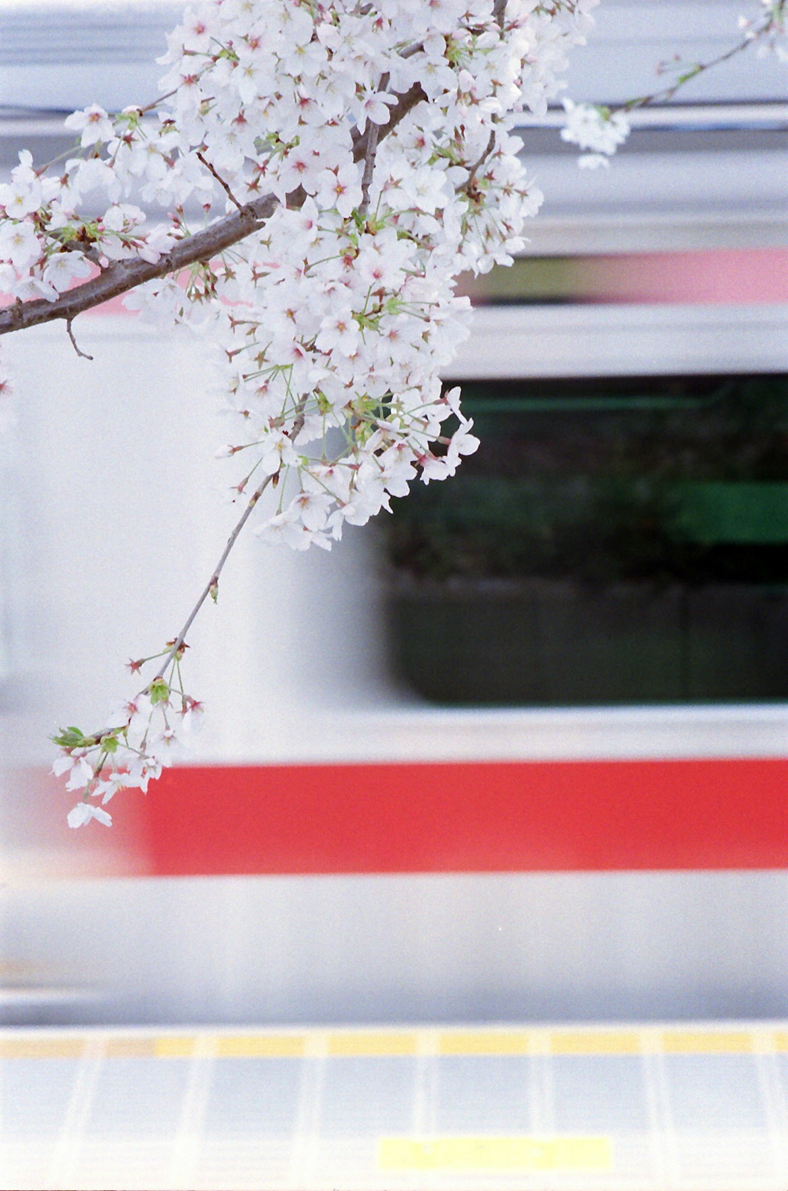 Blurry train passing by cherry blossom branches