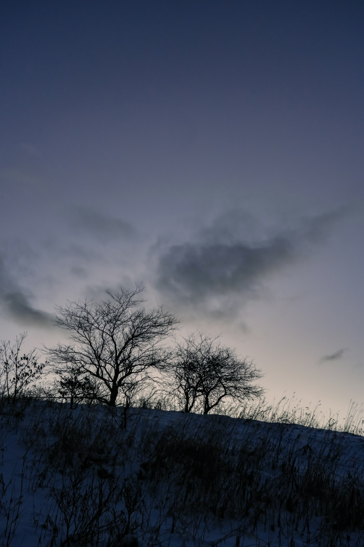 Silhouette di una collina coperta di neve con alberi spogli contro un cielo crepuscolare freddo