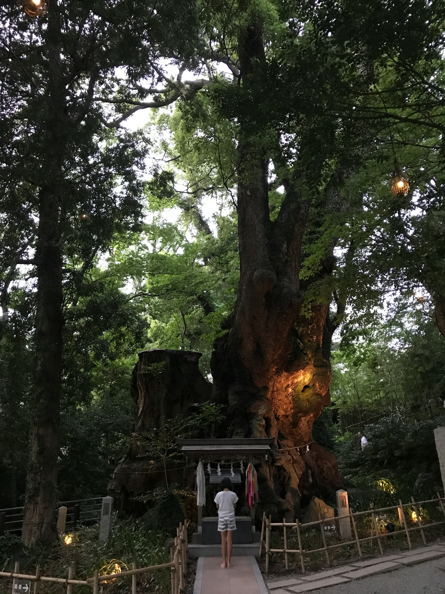 Eine Person steht neben einem großen Baum, umgeben von Grün