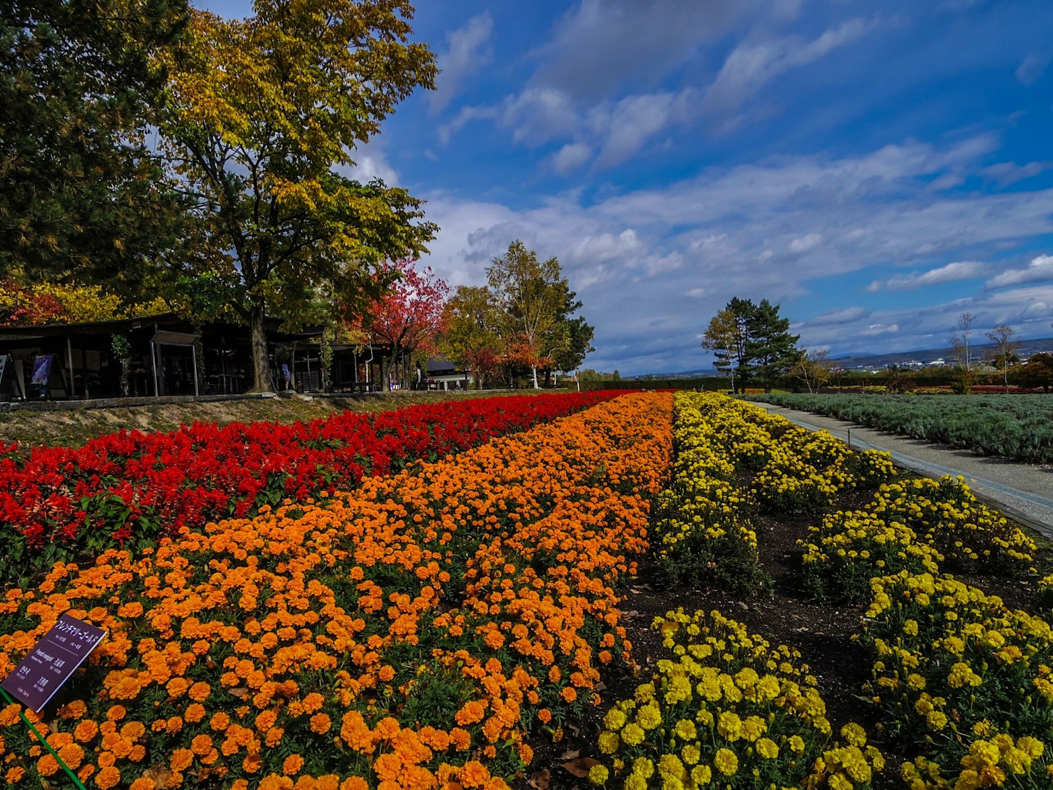 色彩繽紛的花園，紅色、橙色和黃色花朵在藍天下成排排列