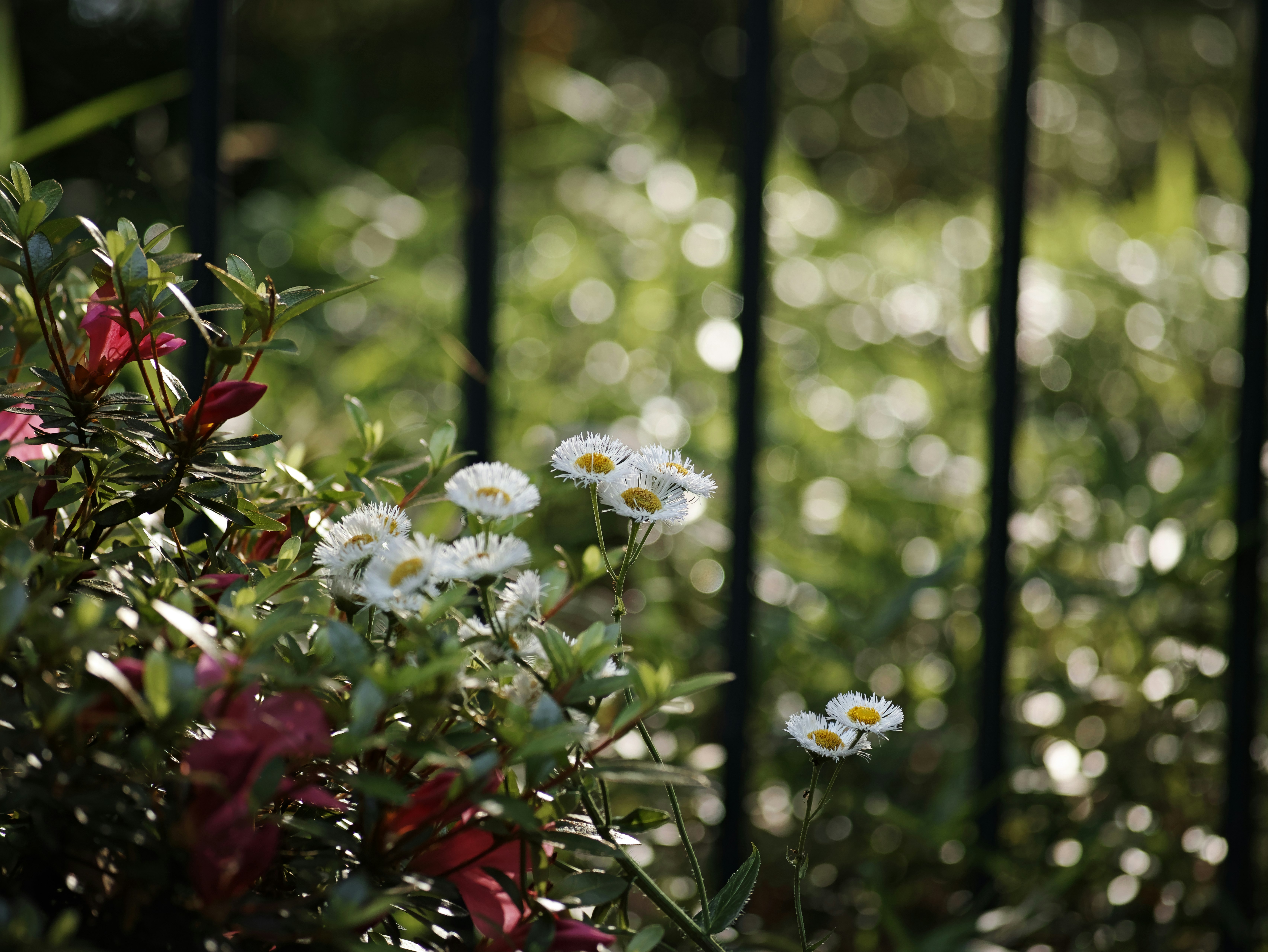 fleurs et petites marguerites blanches avec un arrière-plan de jardin flou