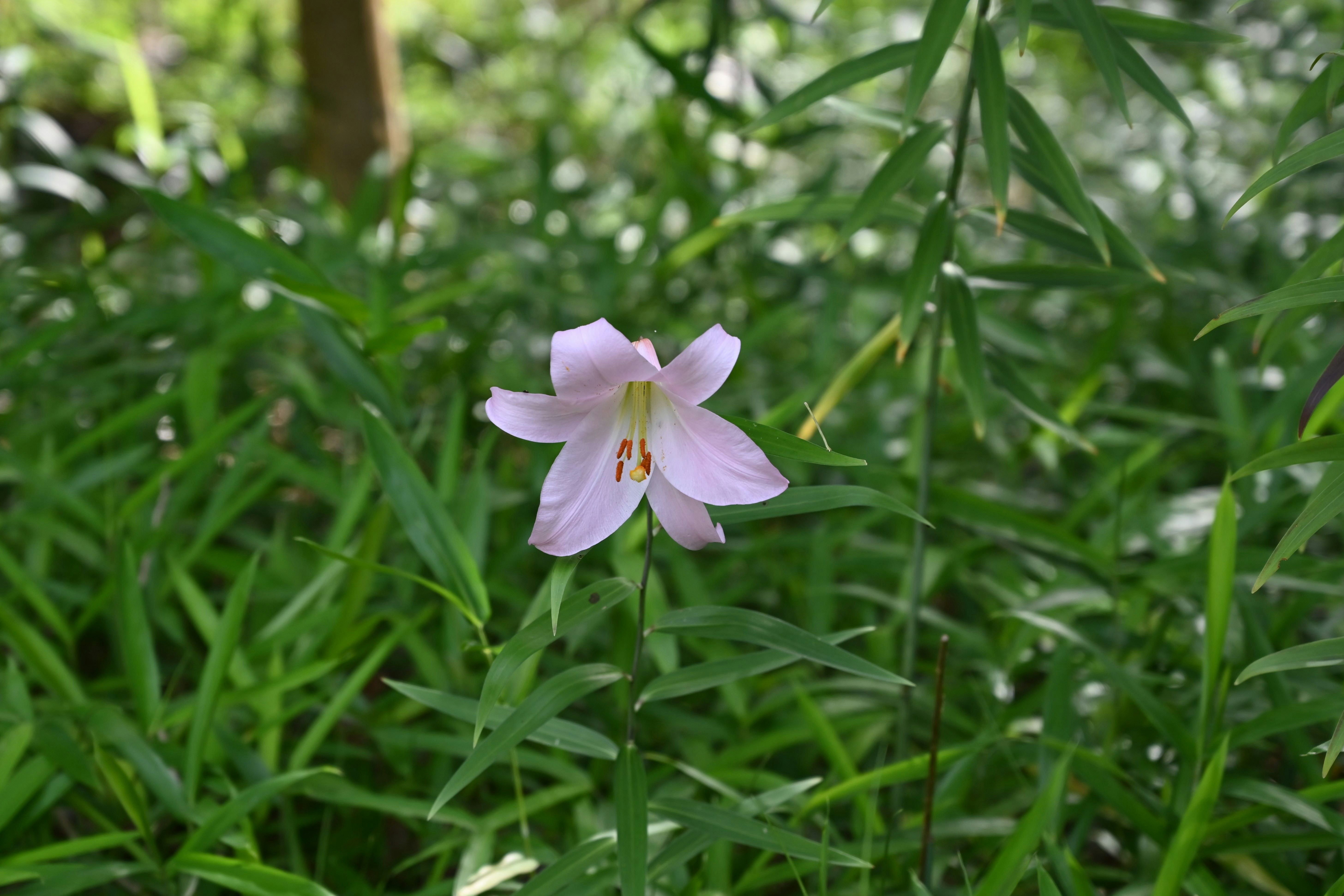 ライトピンクのササユリが草むらに咲く画像