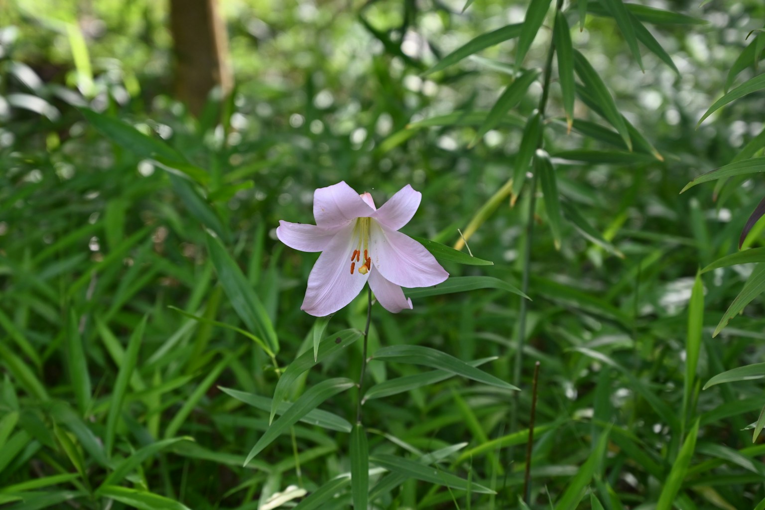 A pale pink flower blooming amidst green leaves