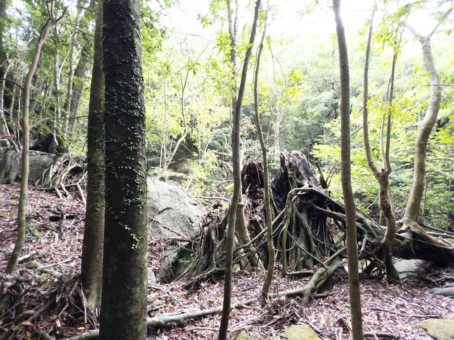 Pemandangan hutan rimbun dengan pohon tumbang dan batang ramping