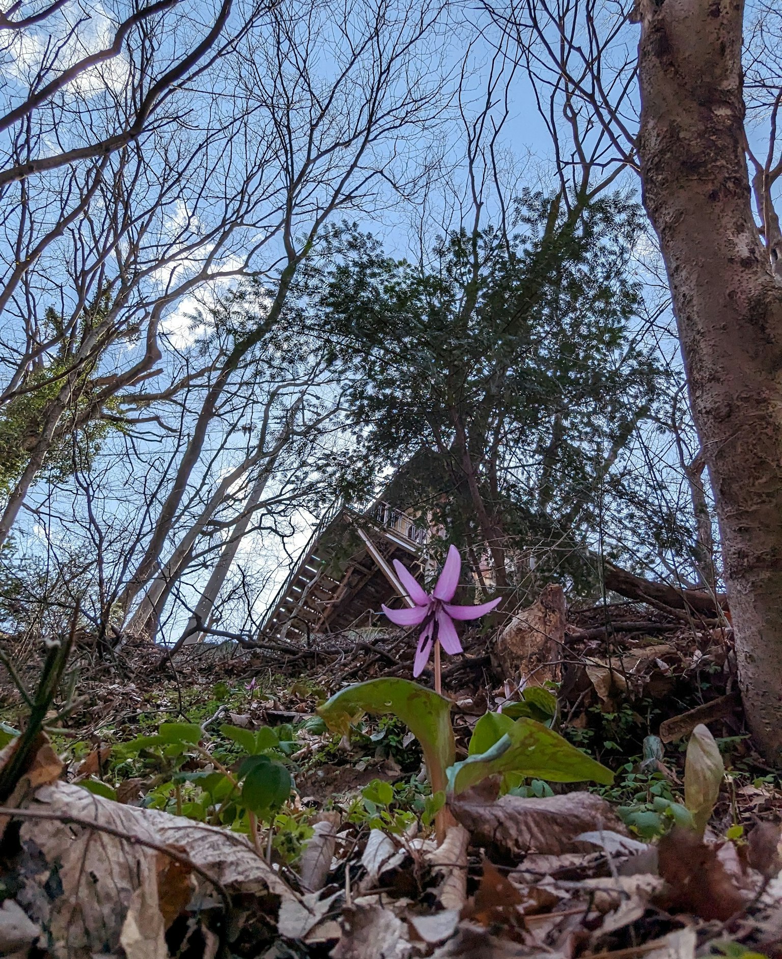 森林地面上盛开的紫色花朵，背景有树木