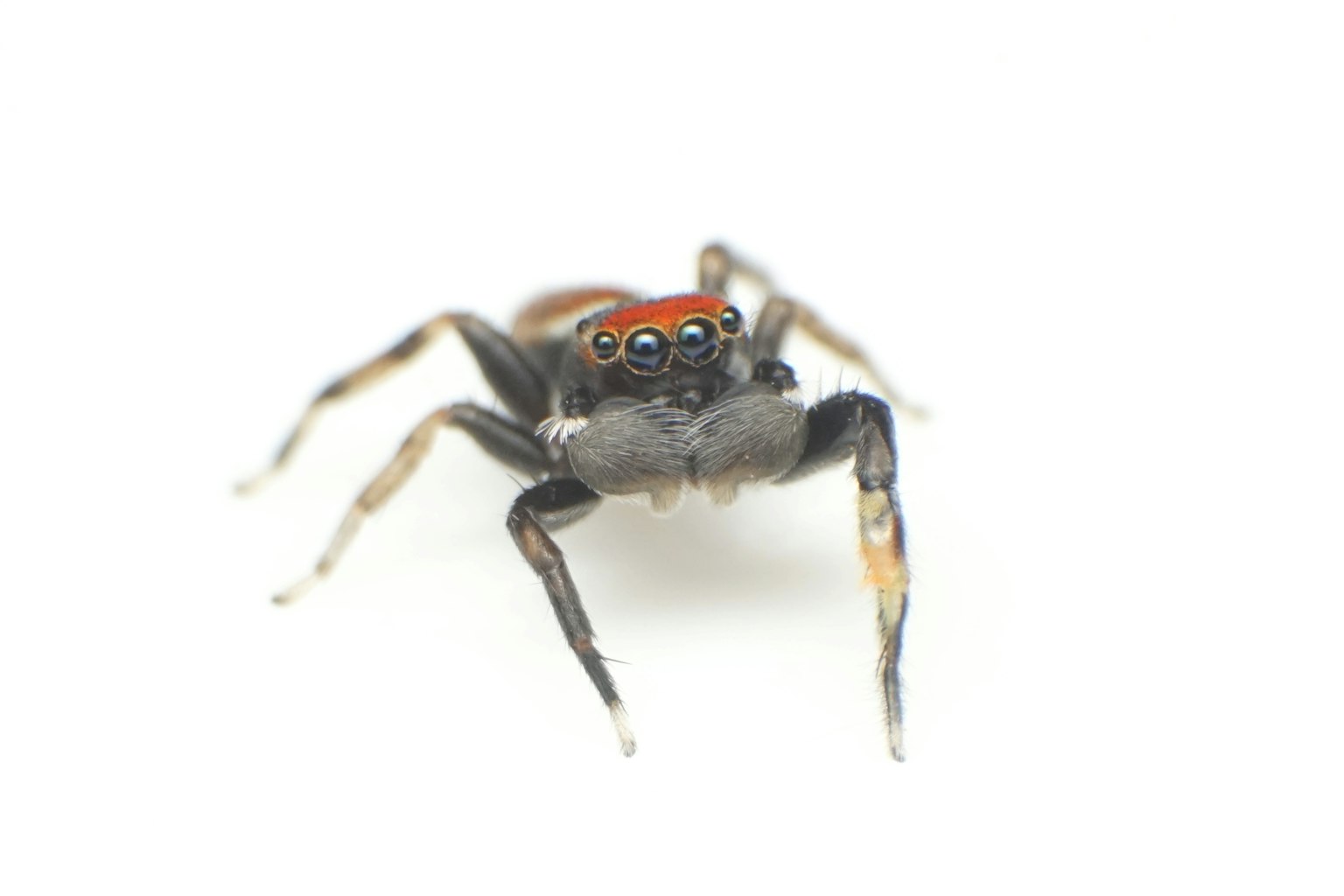 Imagen en primer plano de una araña con cabeza roja