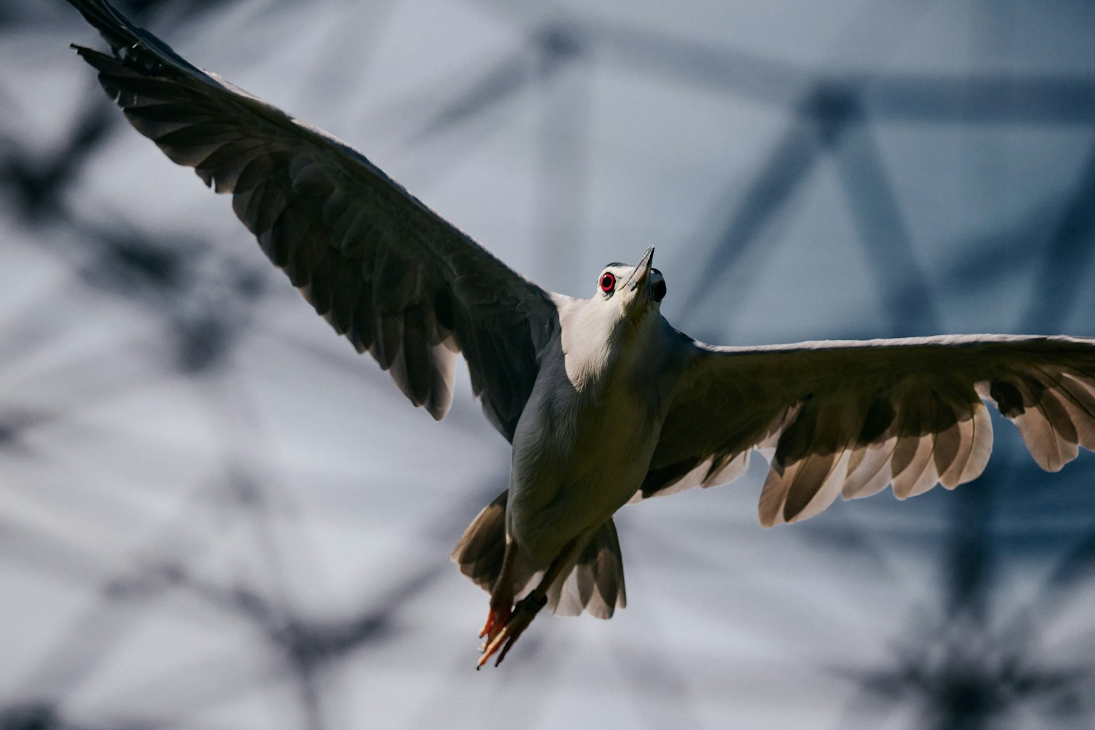 Un oiseau blanc volant avec une structure géométrique en arrière-plan