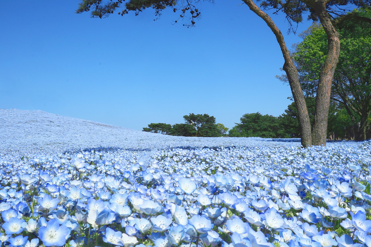 ภูมิทัศน์กว้างใหญ่ของดอกไม้สีน้ำเงินบานใต้ท้องฟ้าสีฟ้าที่ชัดเจน