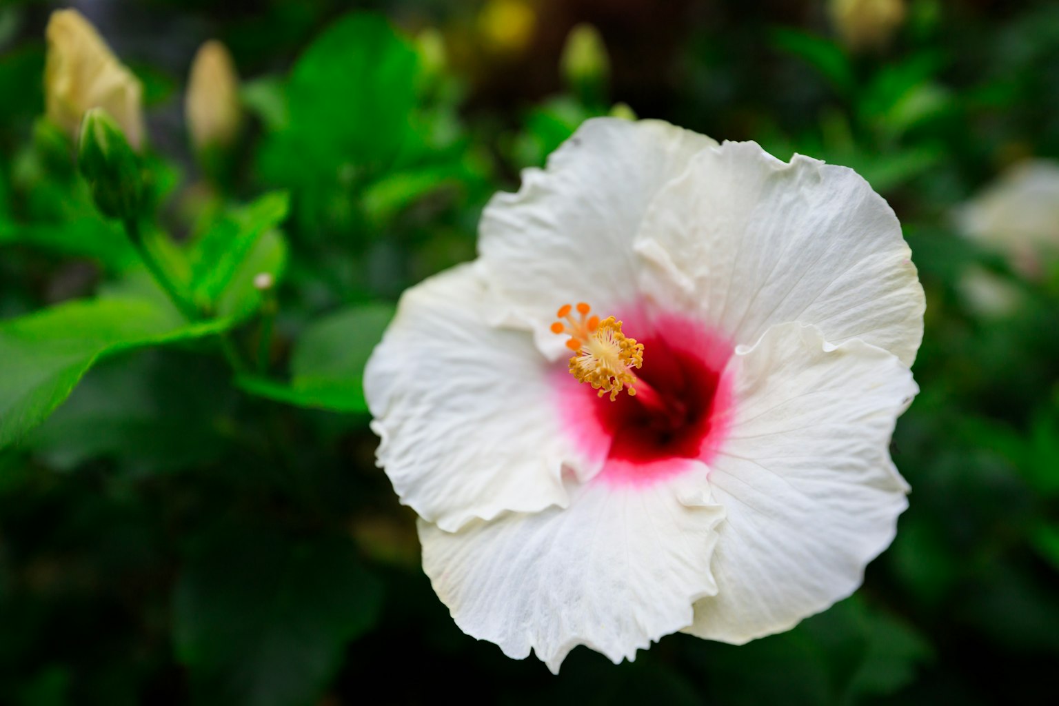 Eine weiße Hibiskusblüte umgeben von grünen Blättern
