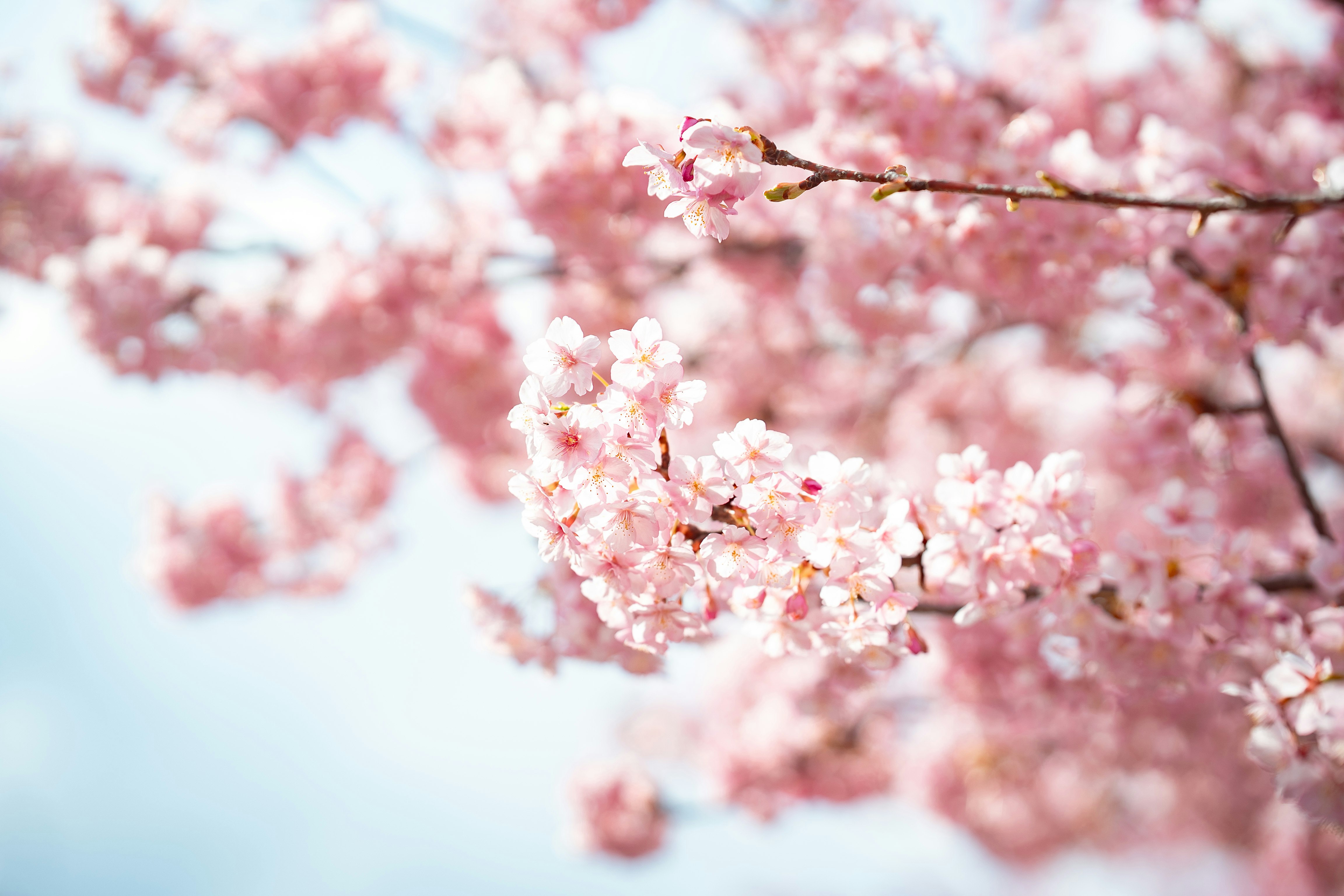 桜の花が枝先に咲く春の背景