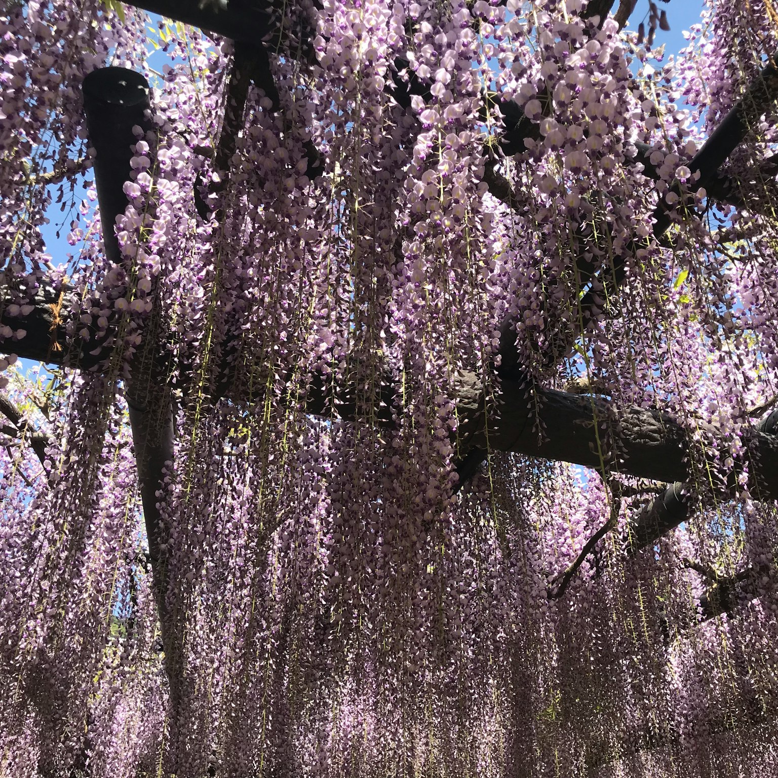 美丽的景色在垂藤树下，紫色花朵垂挂