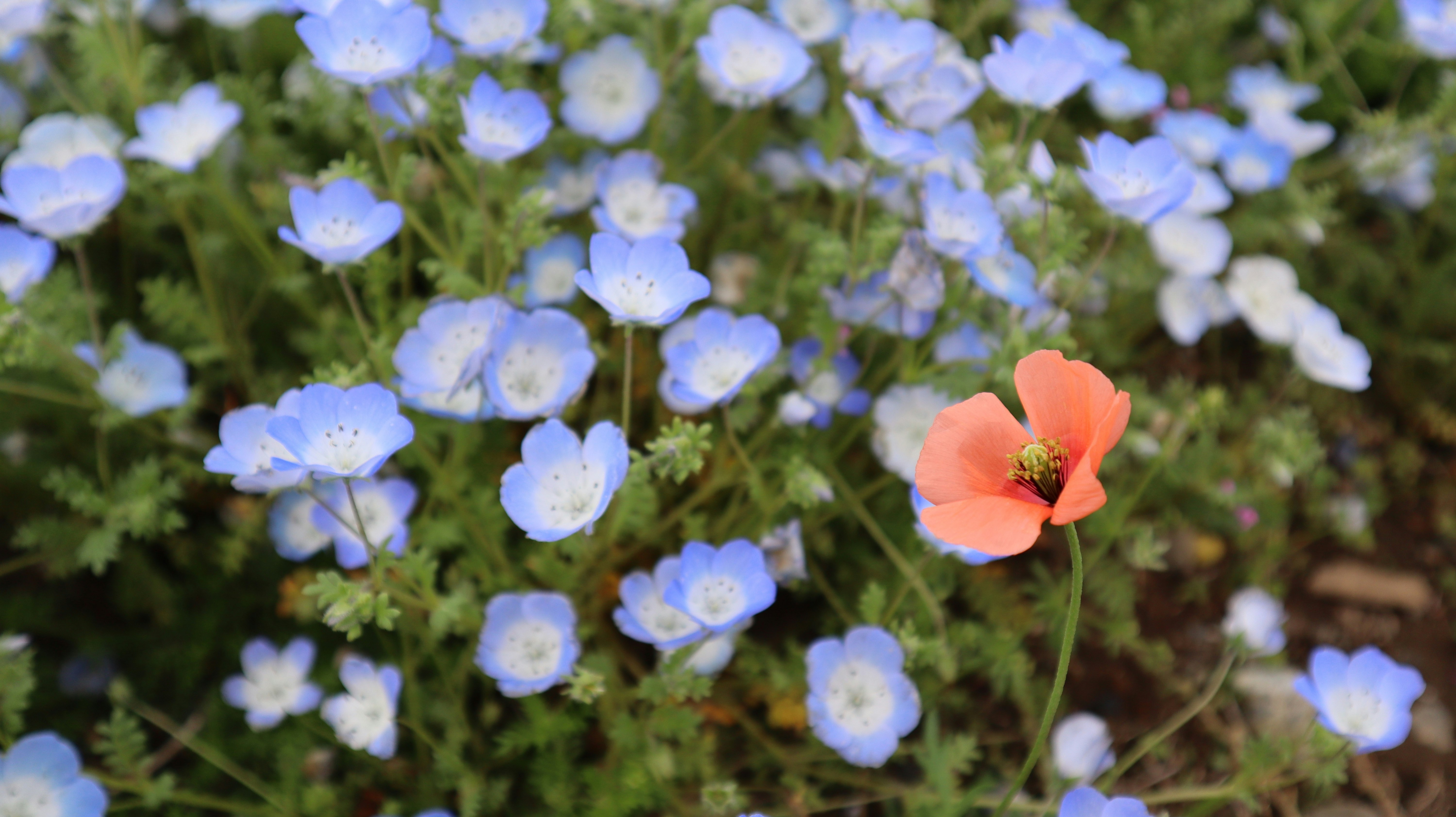 Blumenwiese mit blauen Blüten und roter Blume in der Natur