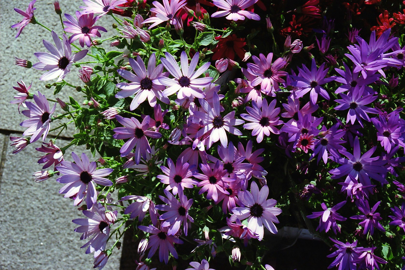 紫の花が壁際に咲く寄せ植えの花束