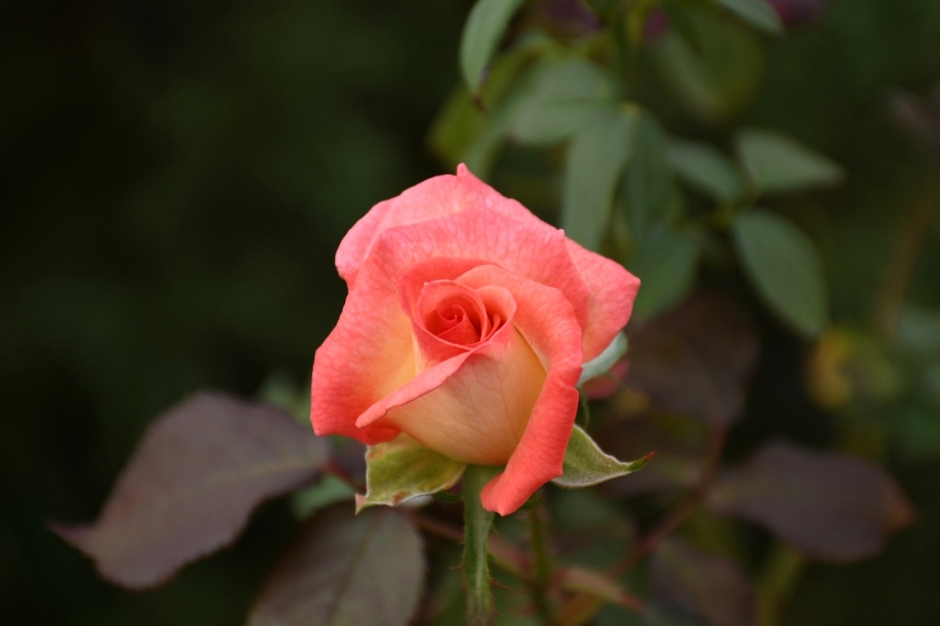 ピンクのバラの花のクローズアップ