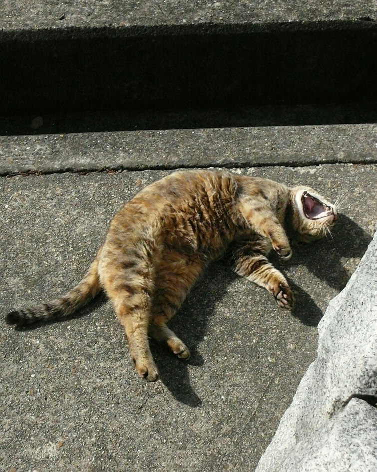 路上で横たわる子猫