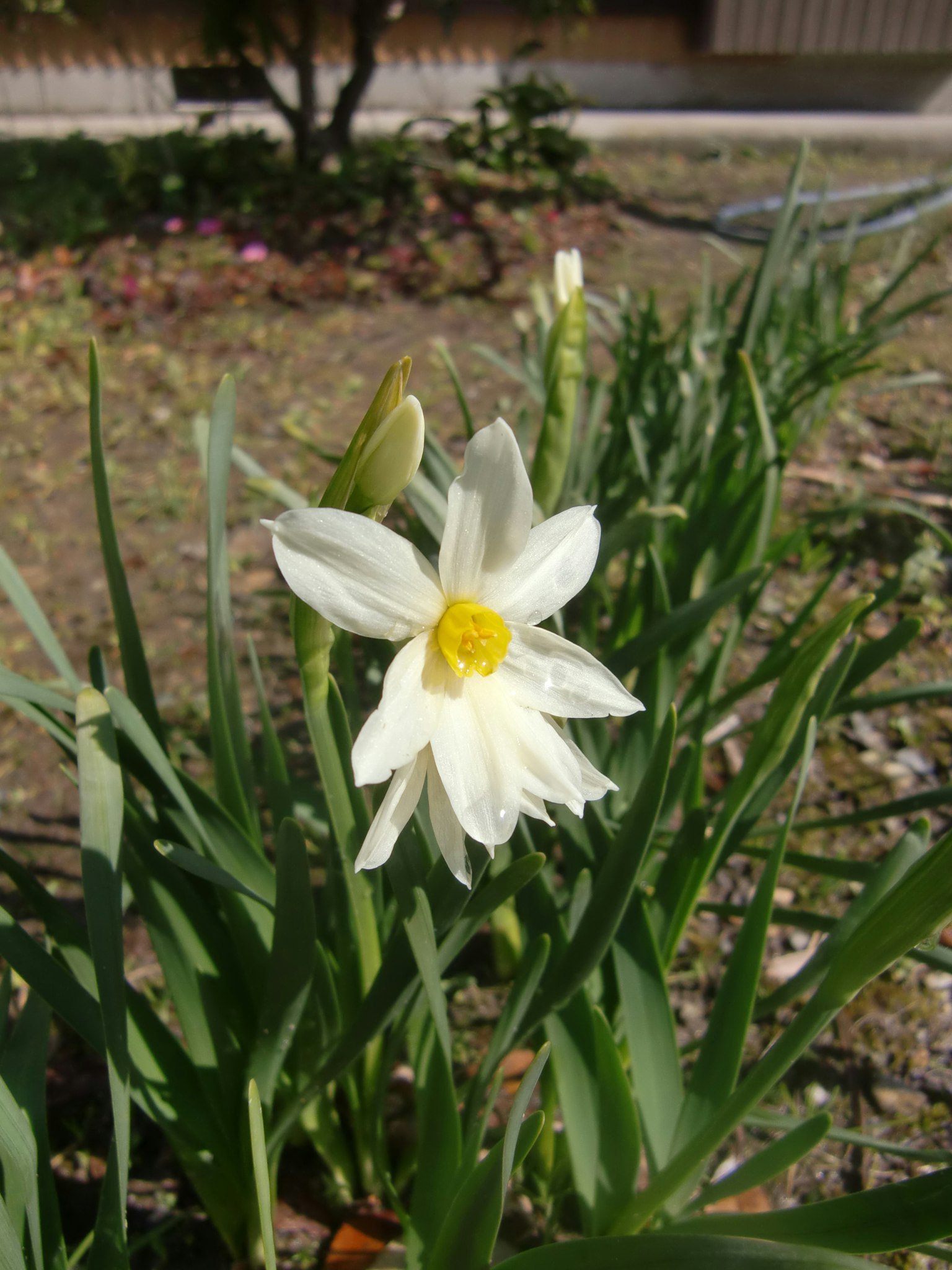 Un fiore di narciso bianco che sboccia in un giardino