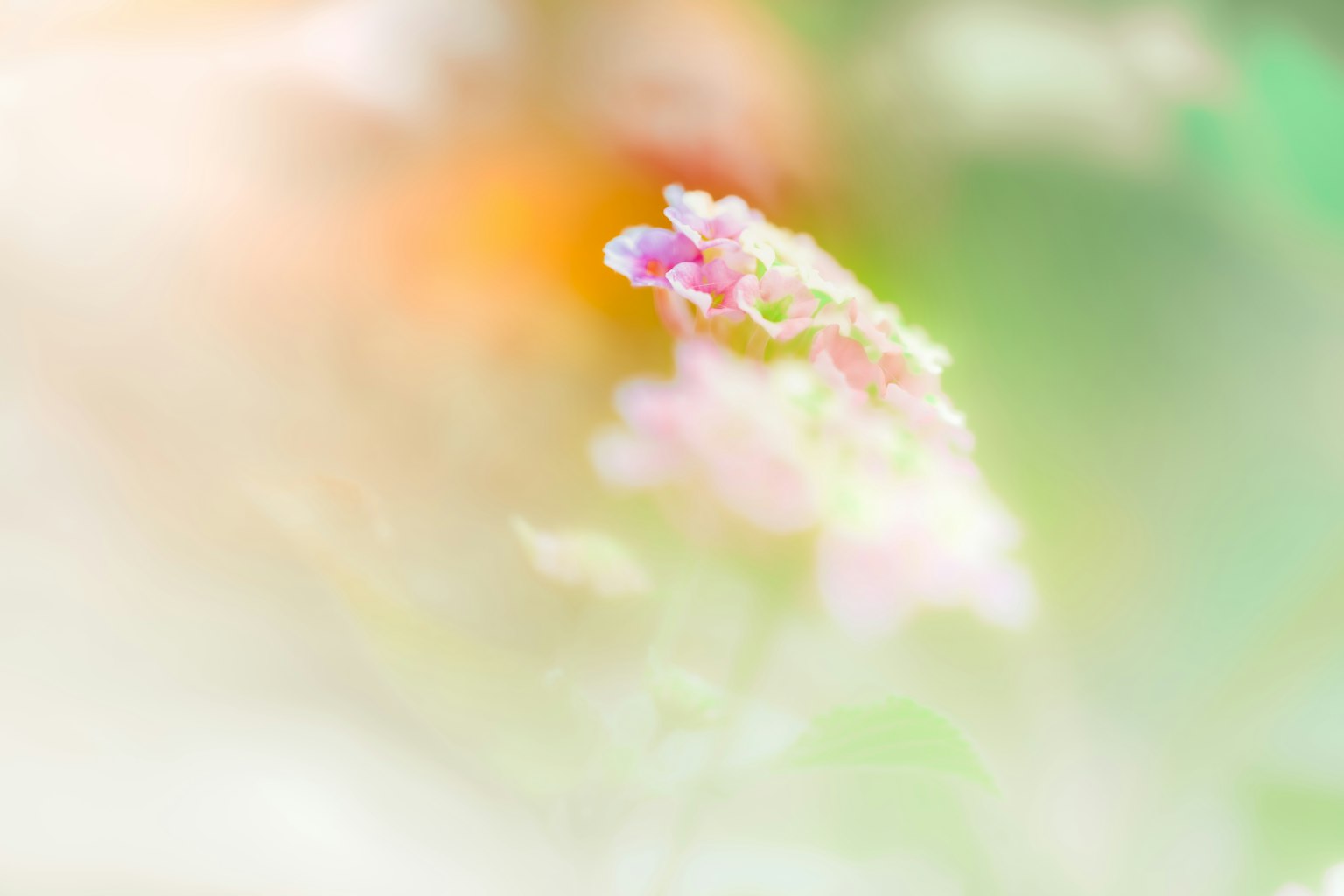 ภาพระยะใกล้ของดอกไม้สีอ่อน พื้นหลังเบลอสีเขียวและสีส้ม