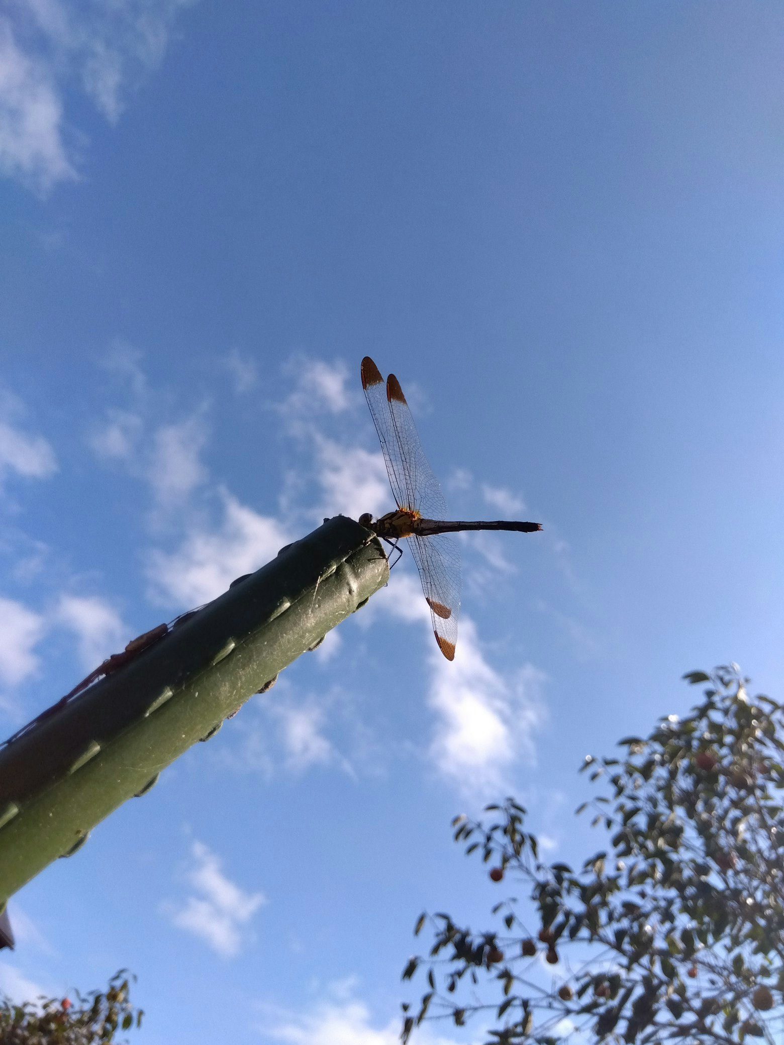 秋空の下でトンボがとまる緑の茎