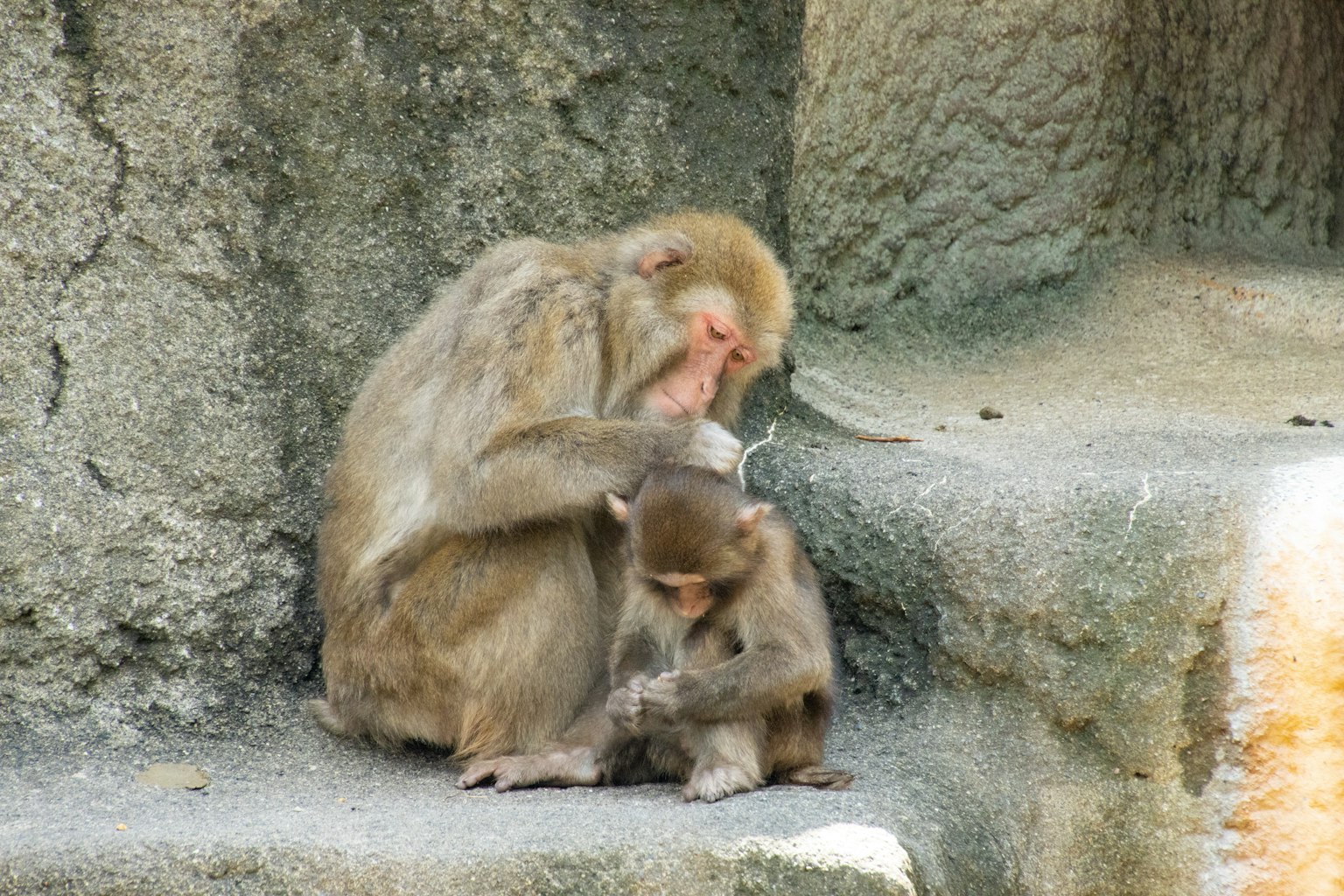 ลิงแม่กำลังดูแลลูกลิงบนบันไดหิน