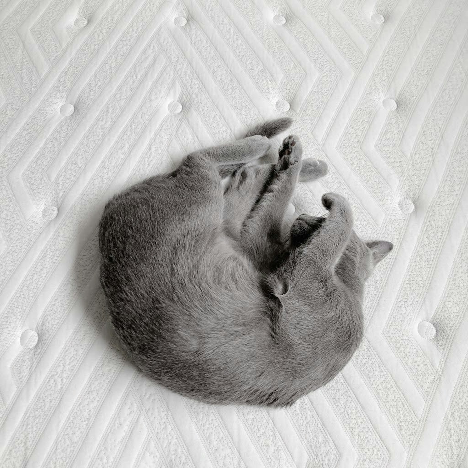 Eine graue Katze, die auf einem weißen Bett eingerollt schläft