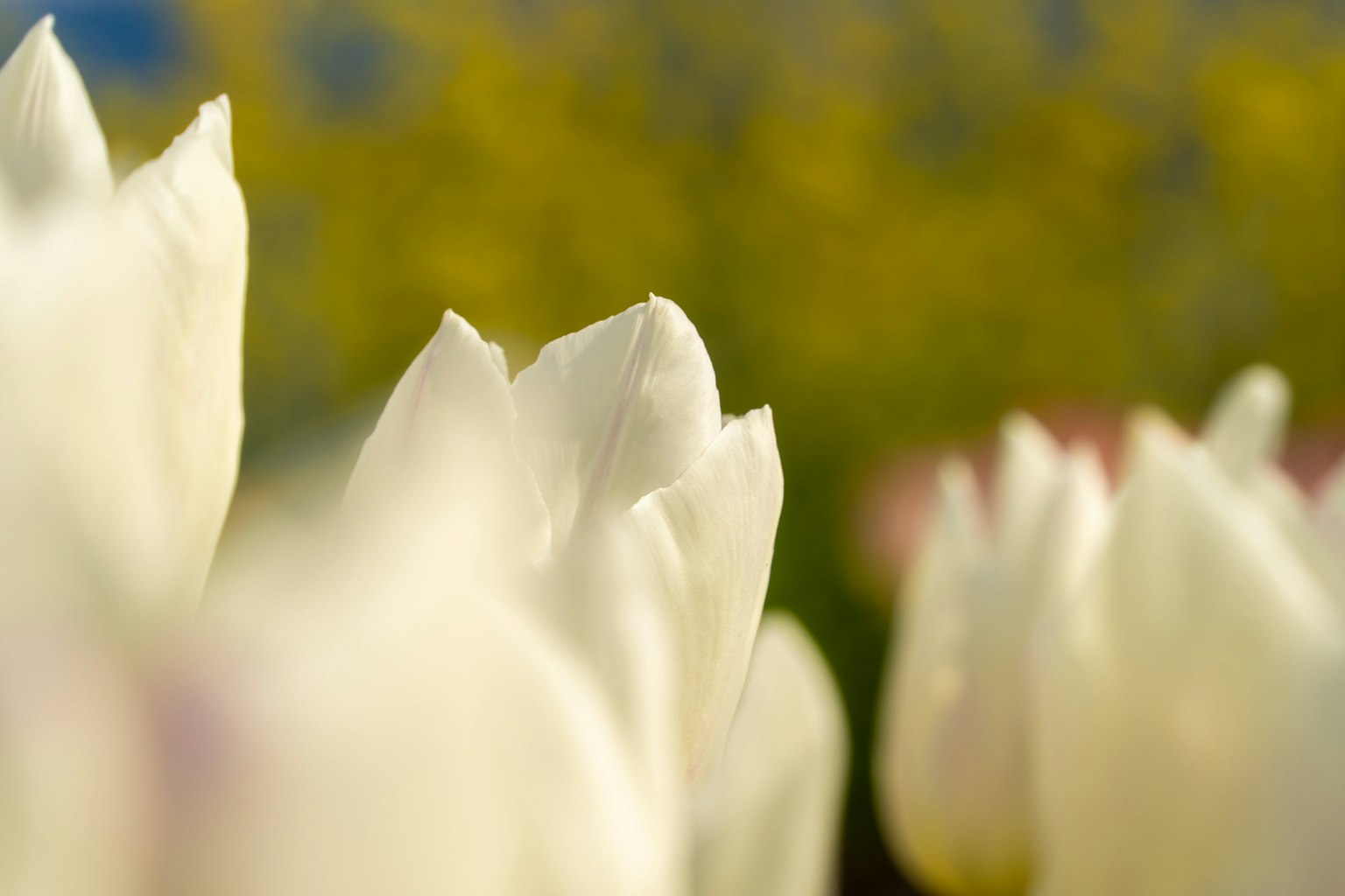 Primo piano di petali di tulipani bianchi con uno sfondo sfocato di fiori gialli