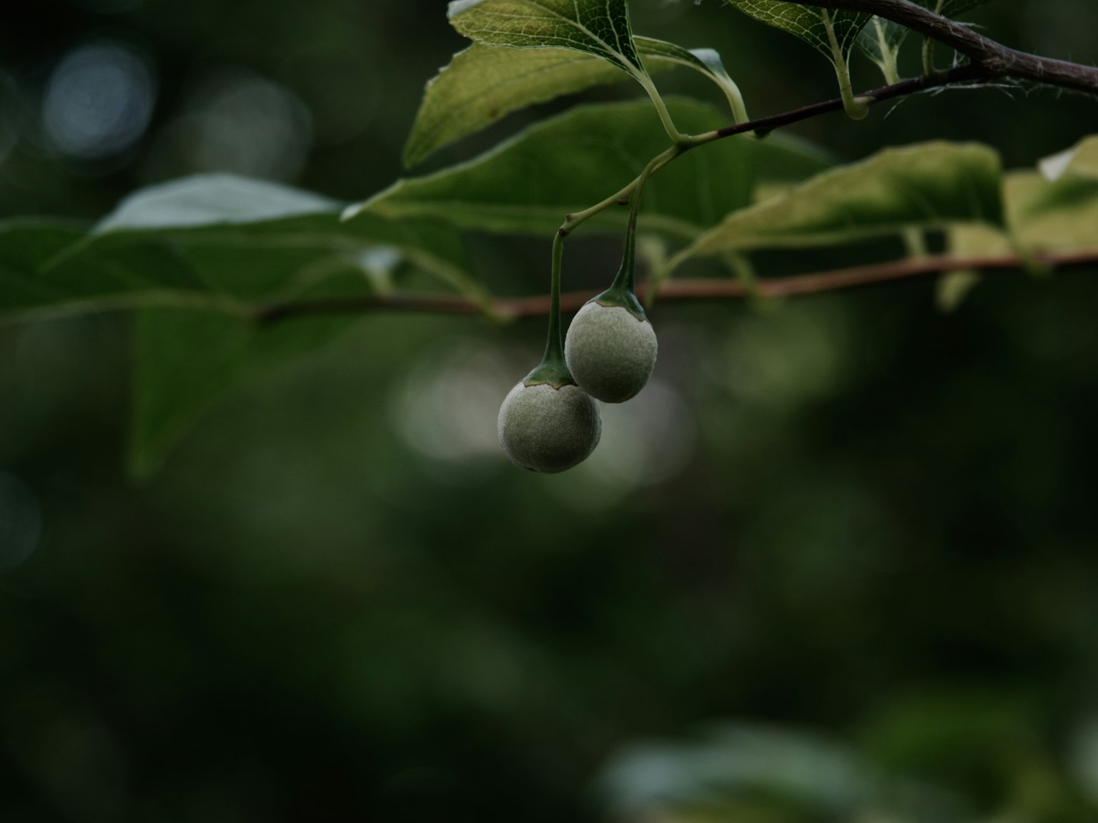 Buah hijau menggantung dari cabang dengan daun