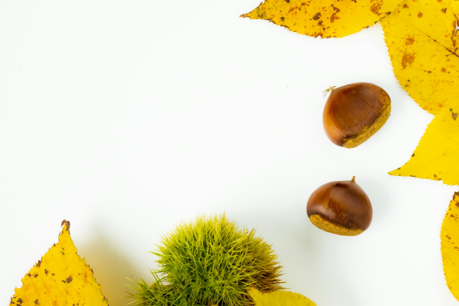 Naturaleza muerta de hojas amarillas de otoño y castañas