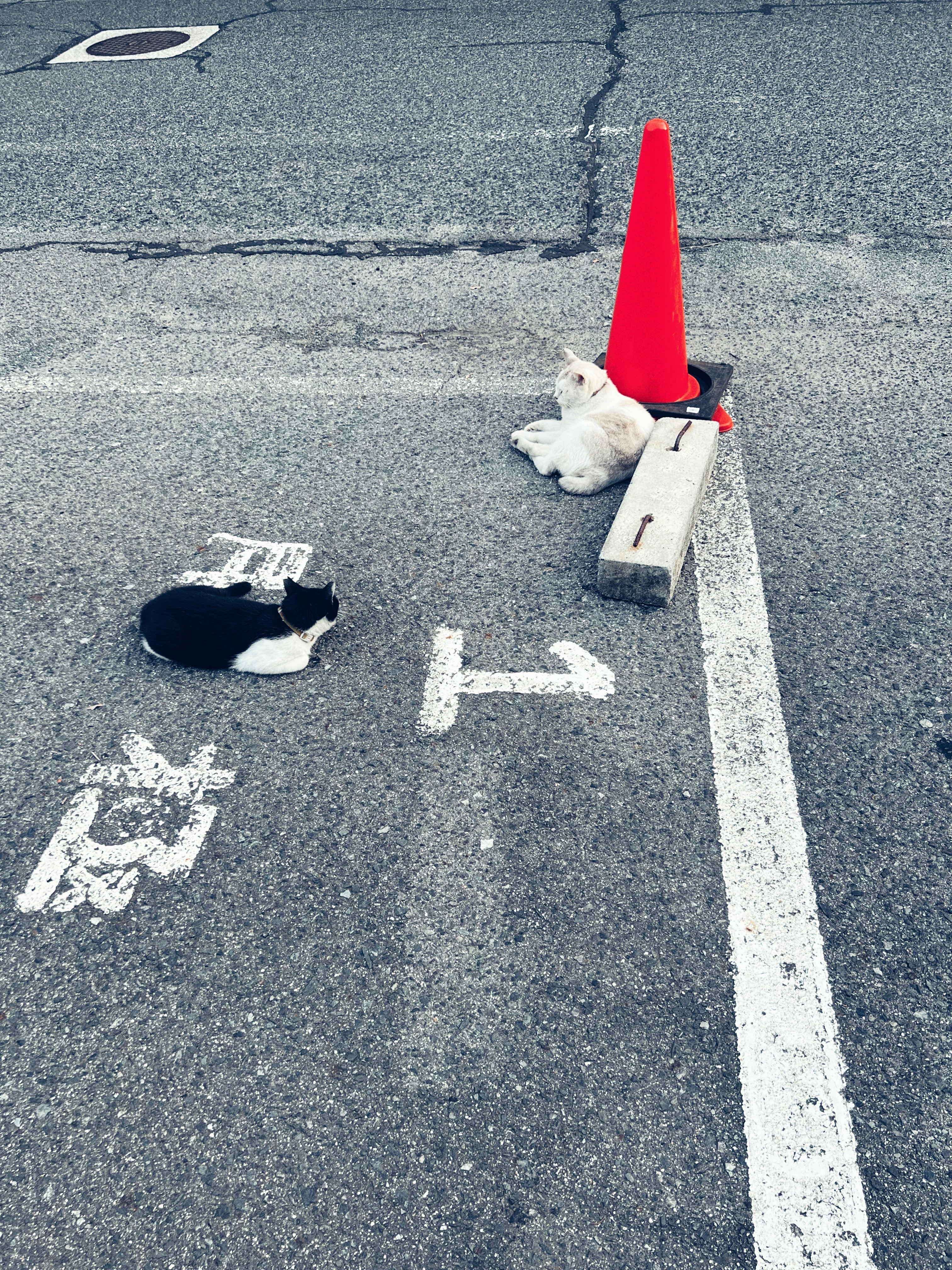道路の路肩に置かれた赤いコーンと白い手書きの文字