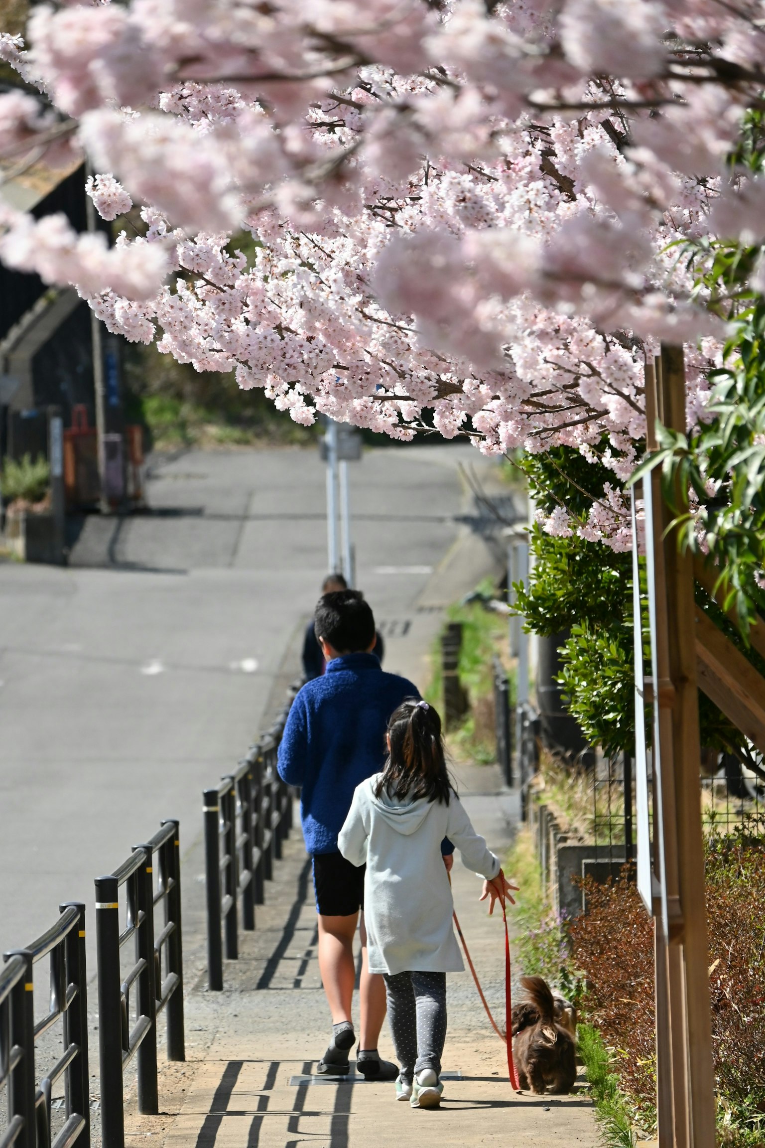 Un parent et un enfant marchant sous des cerisiers en fleurs avec un chien