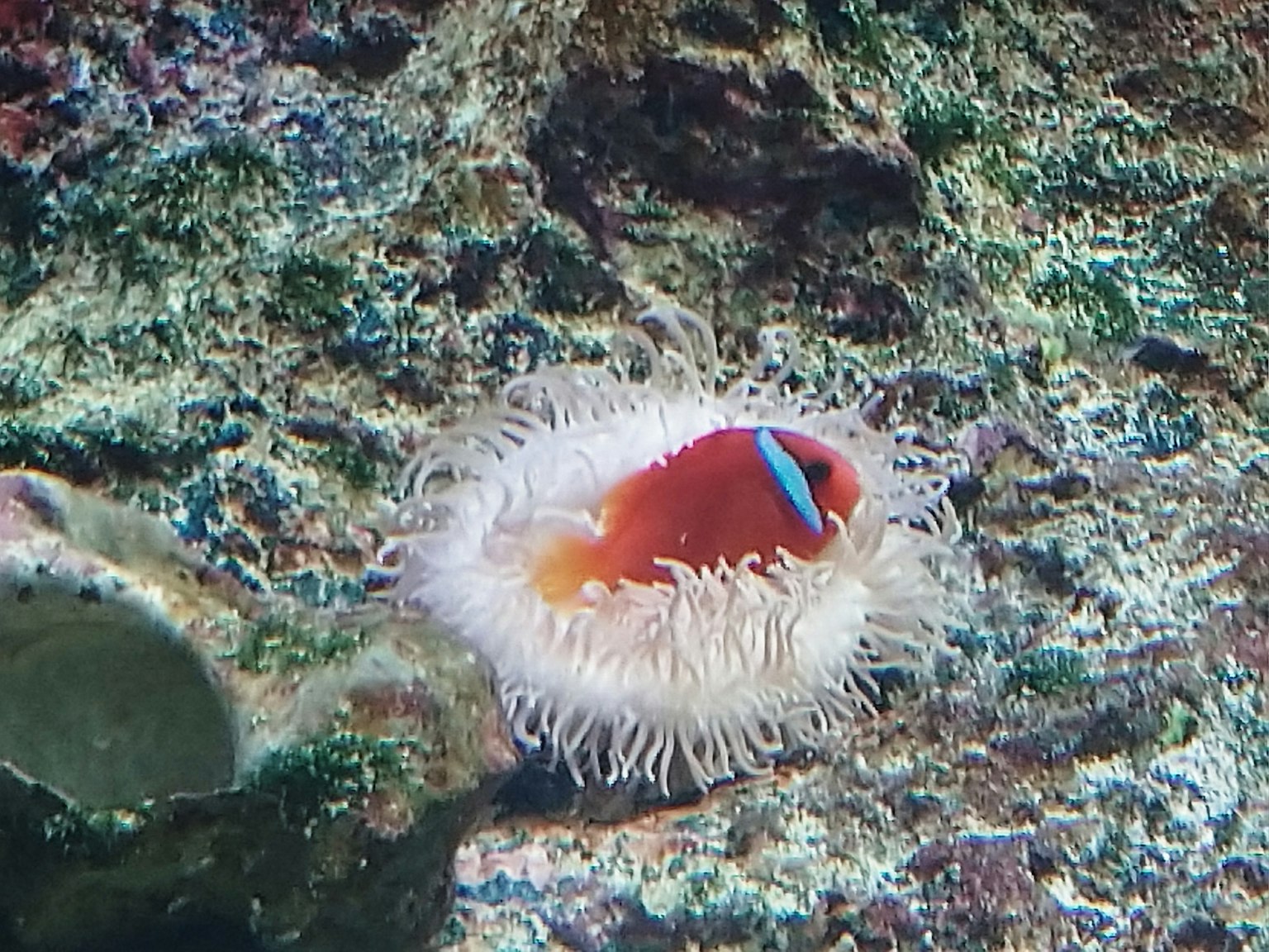 Pesce rosso all'interno di un'anemone bianco in una scena subacquea