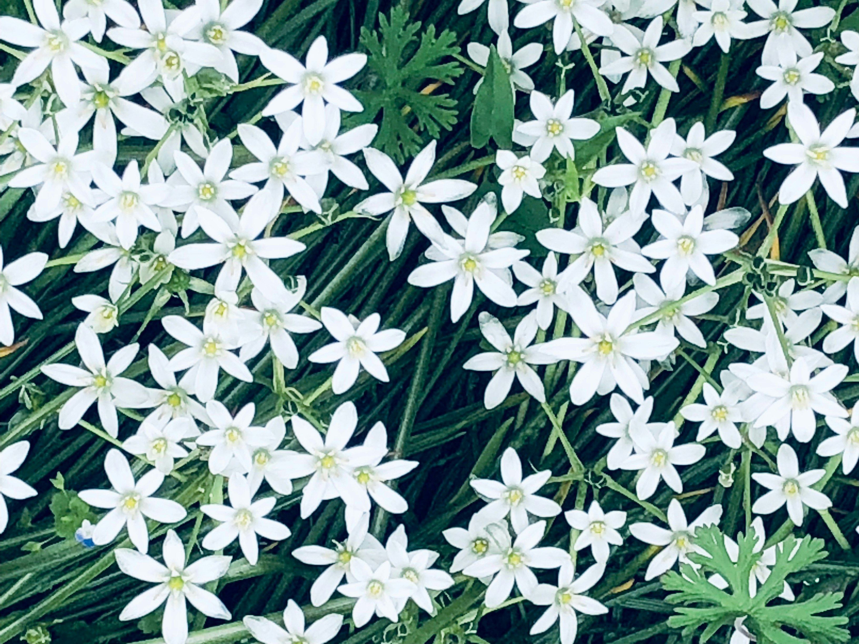 白い小花が群生する花畑のアップ