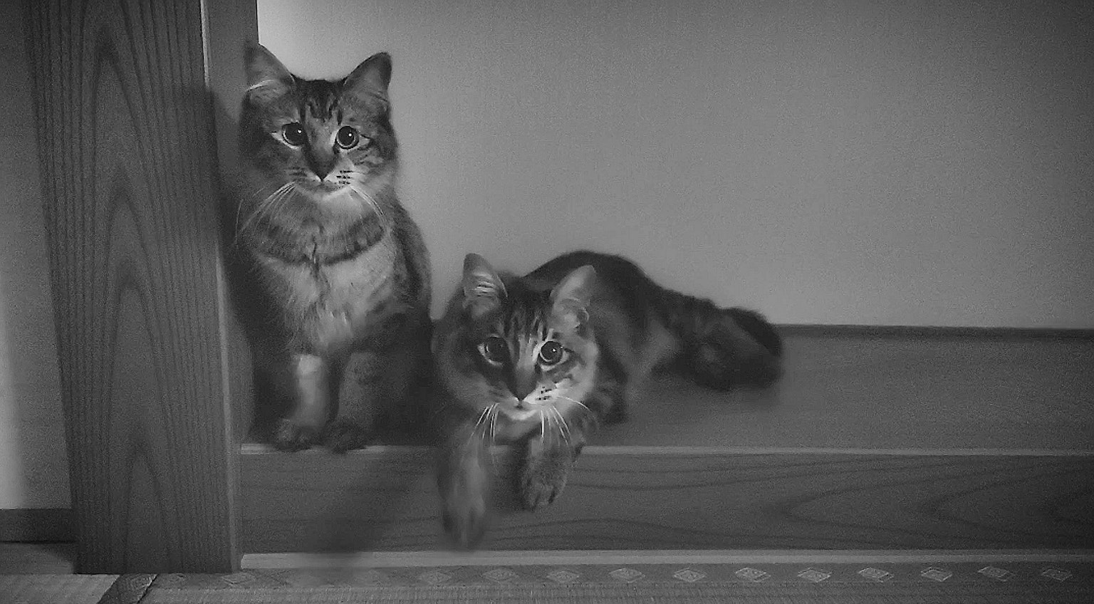 Dua kucing duduk di tangga dalam gambar hitam putih