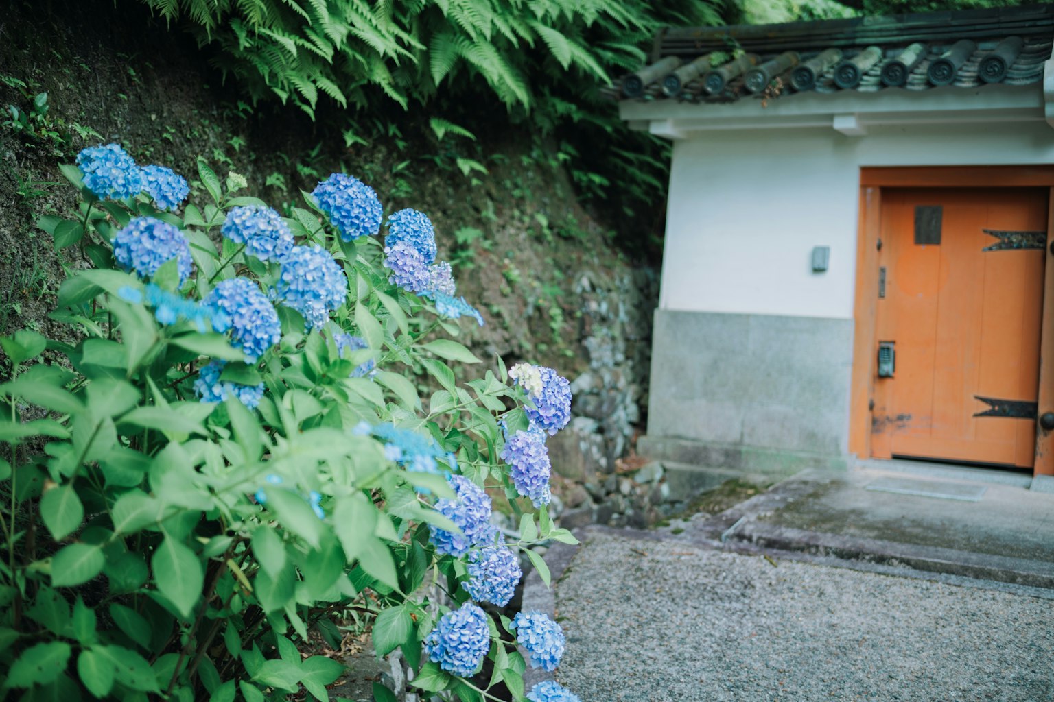 Flores de hortensia azules junto a un muro de piedra al lado de una casa con puerta naranja
