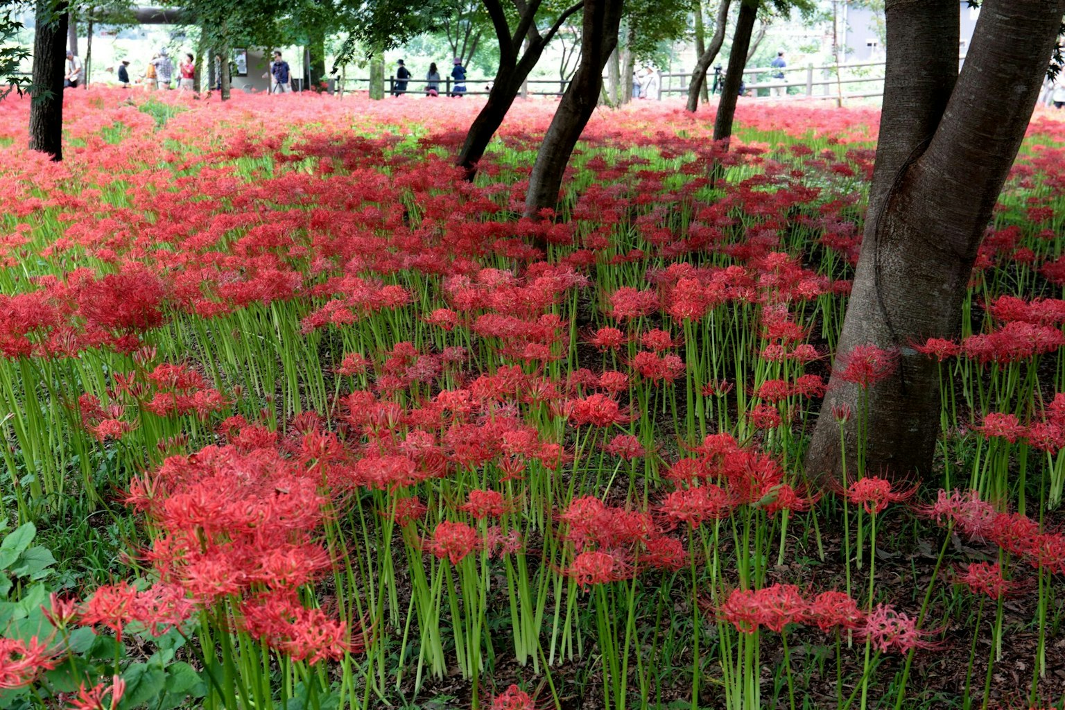 A landscape filled with vibrant red flowers and trees