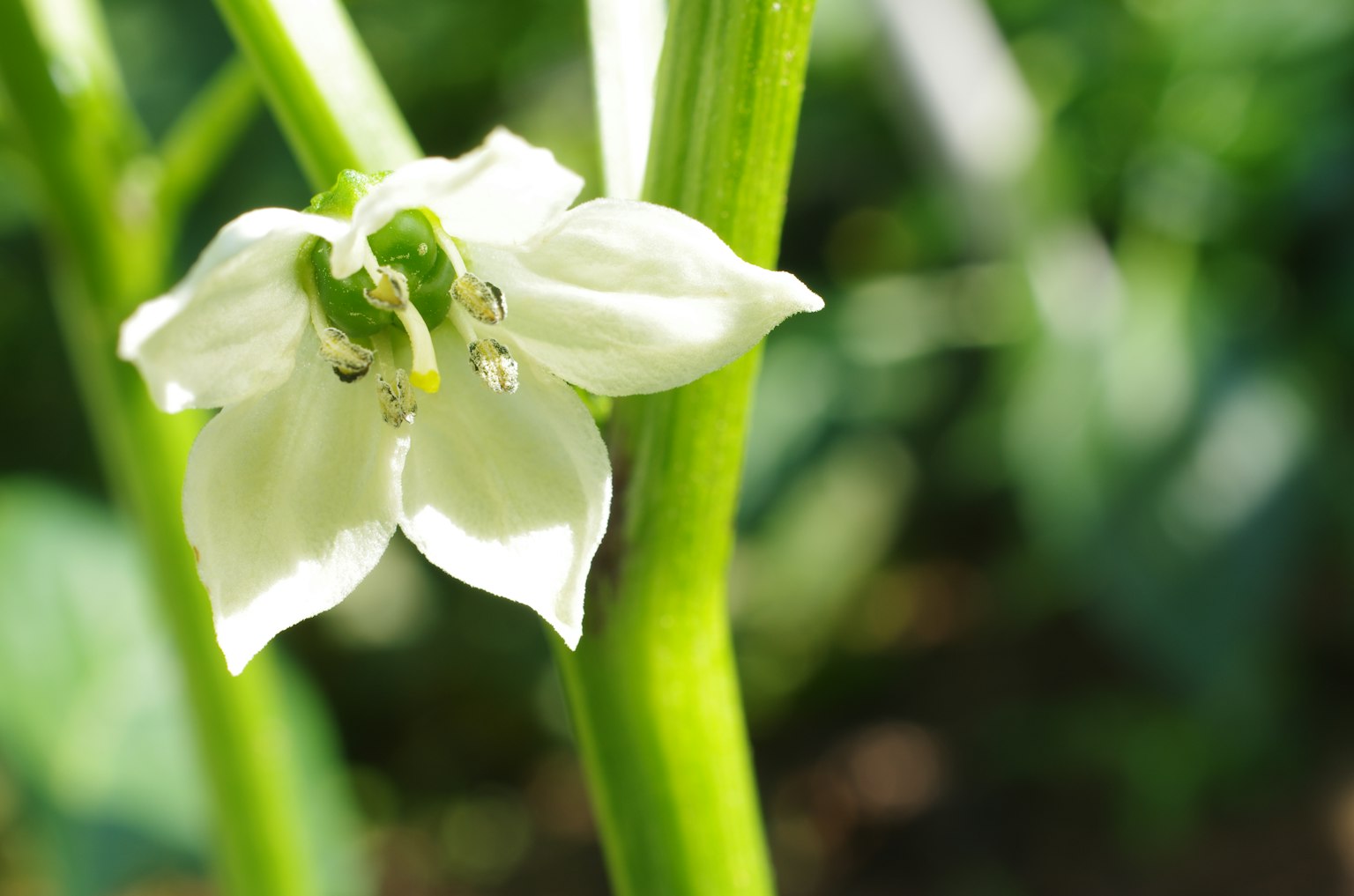 白い花が緑の茎に咲いている様子