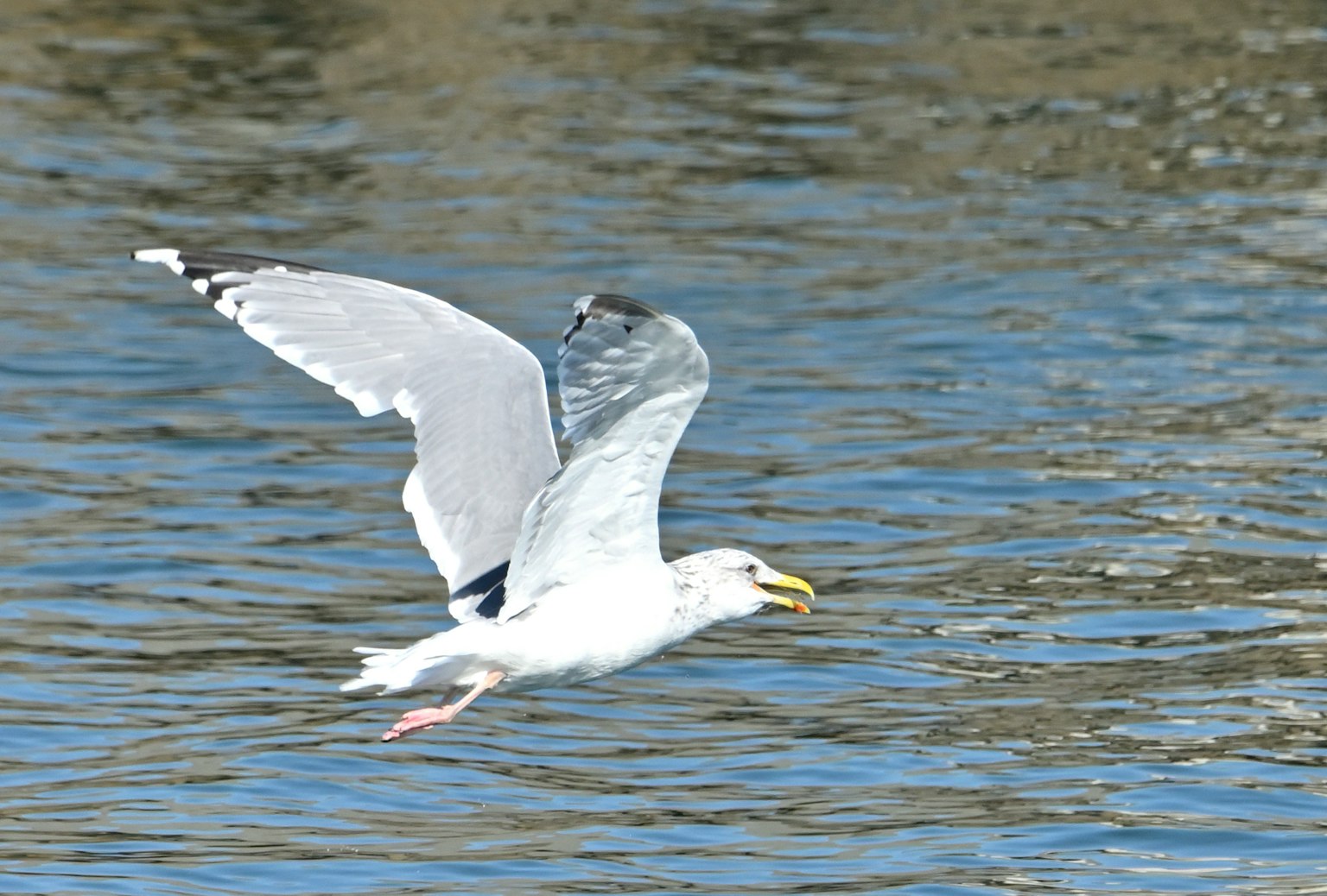 Seagull flying over water surface White wings and yellow beak