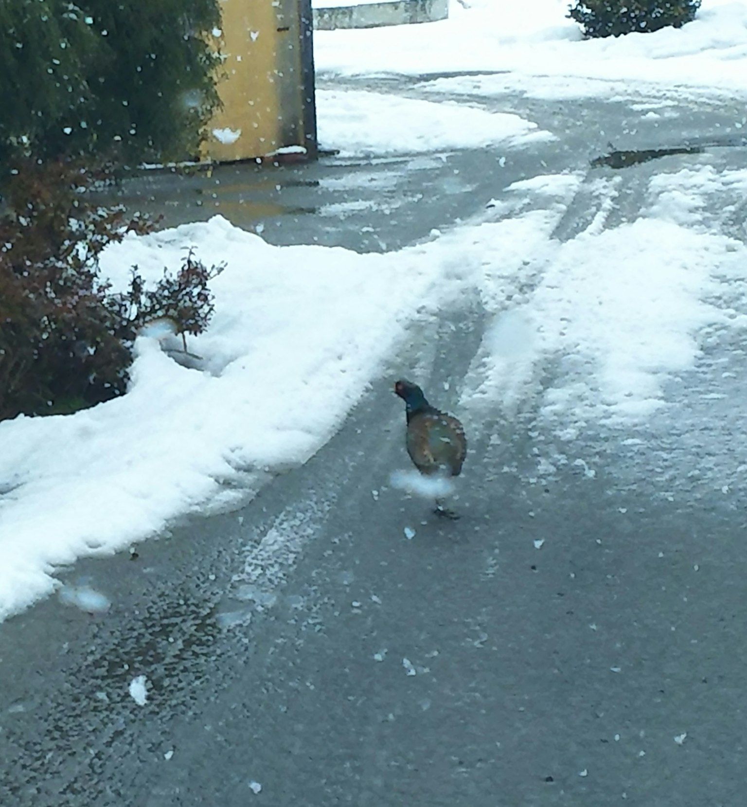 一隻鳥走在覆蓋著雪的道路上
