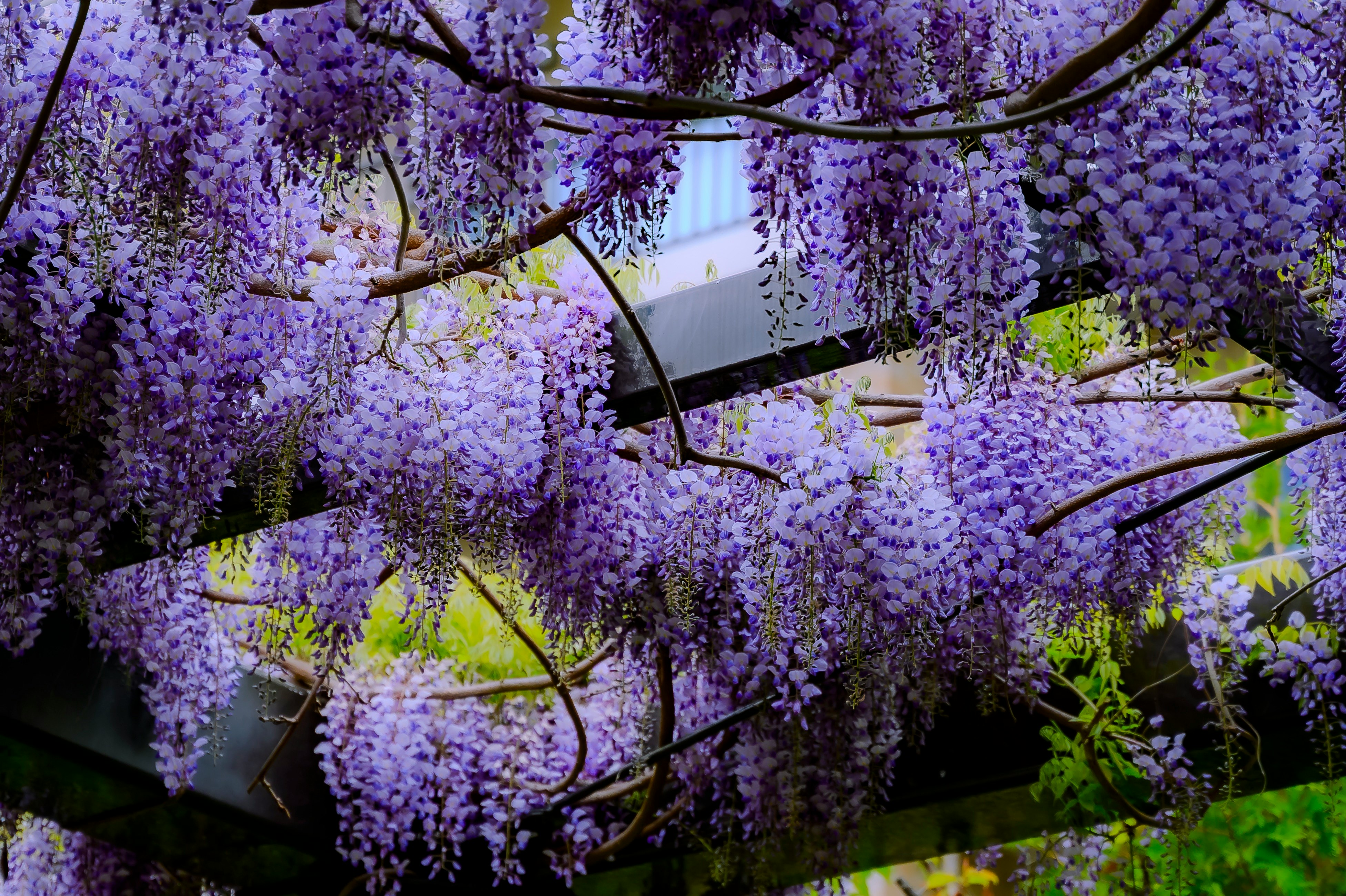 un arco ricoperto di fiori di glicine